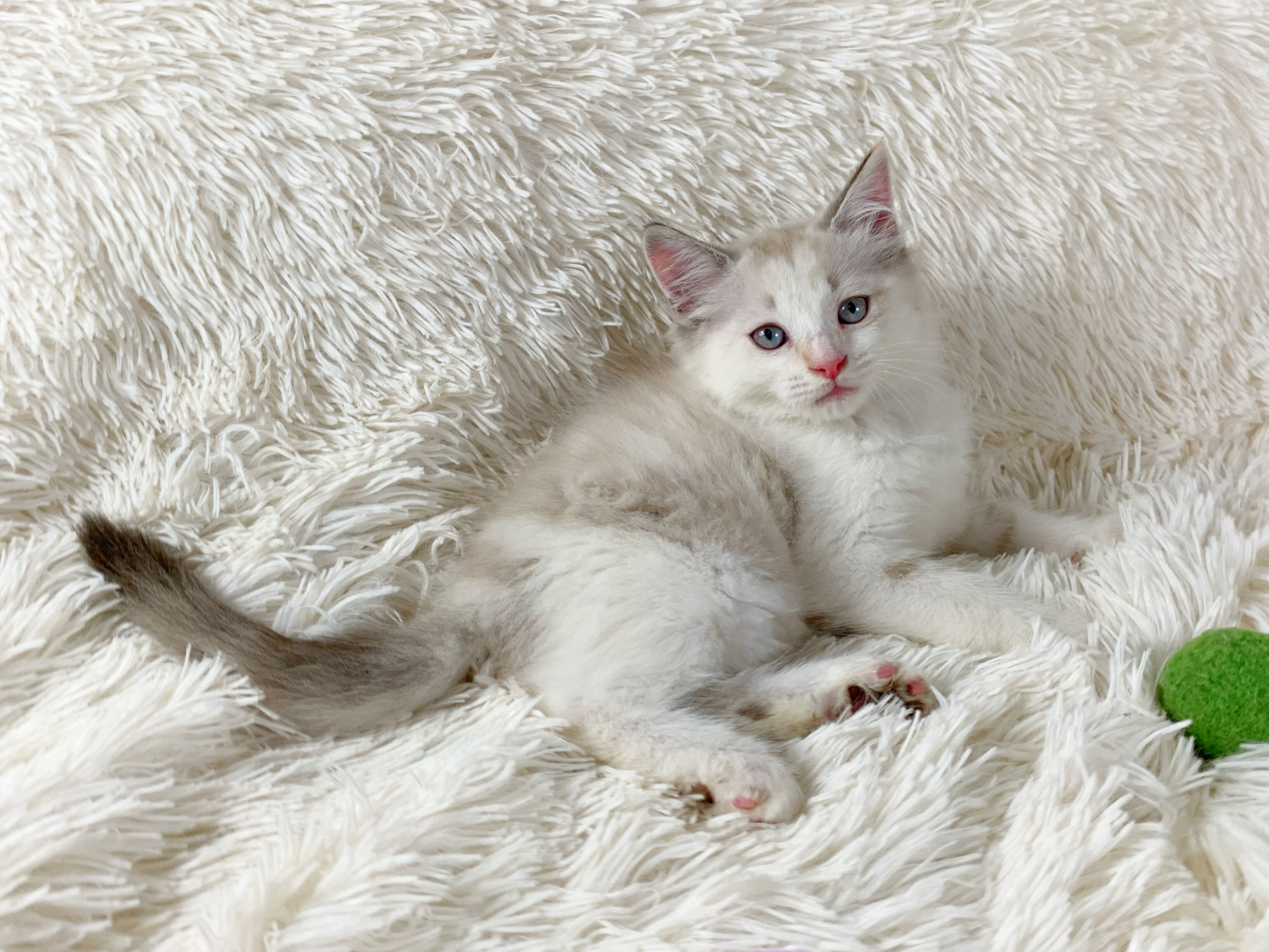 Dolly Persian Female image 1