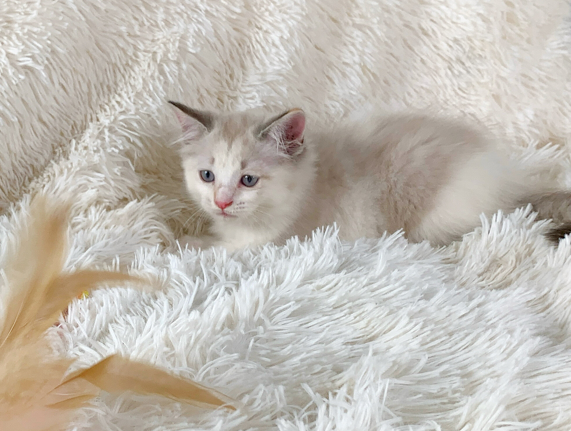 Dolly Persian Female image 3