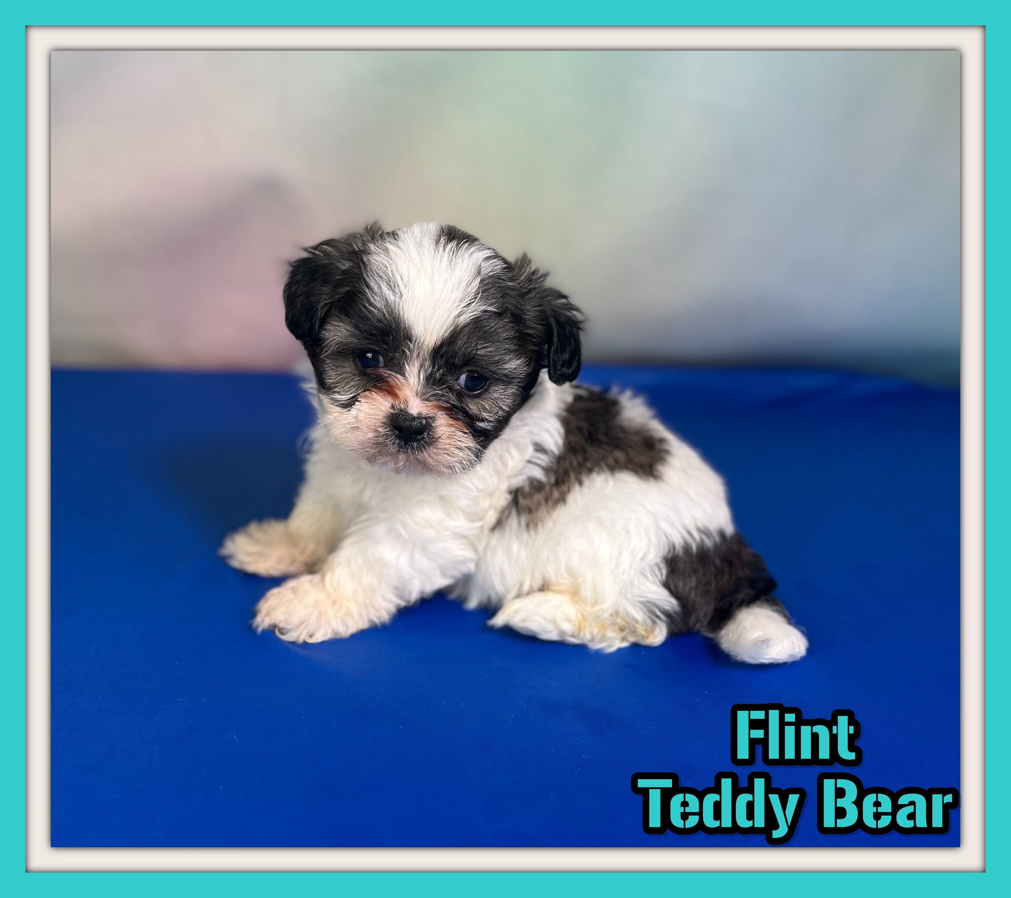 Flint Male Teddy Bear image 1