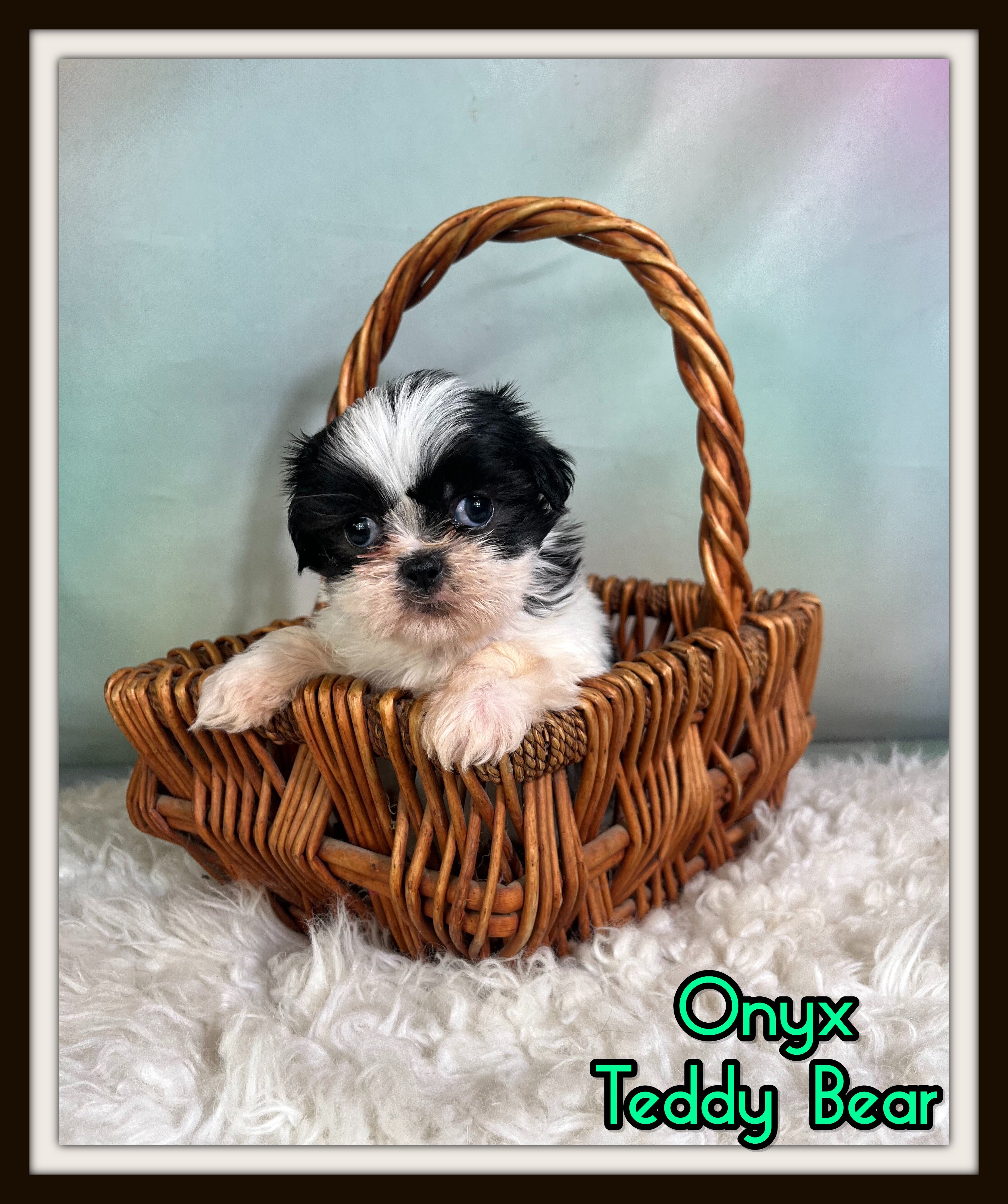 Onyx Male Teddy Bear image 1