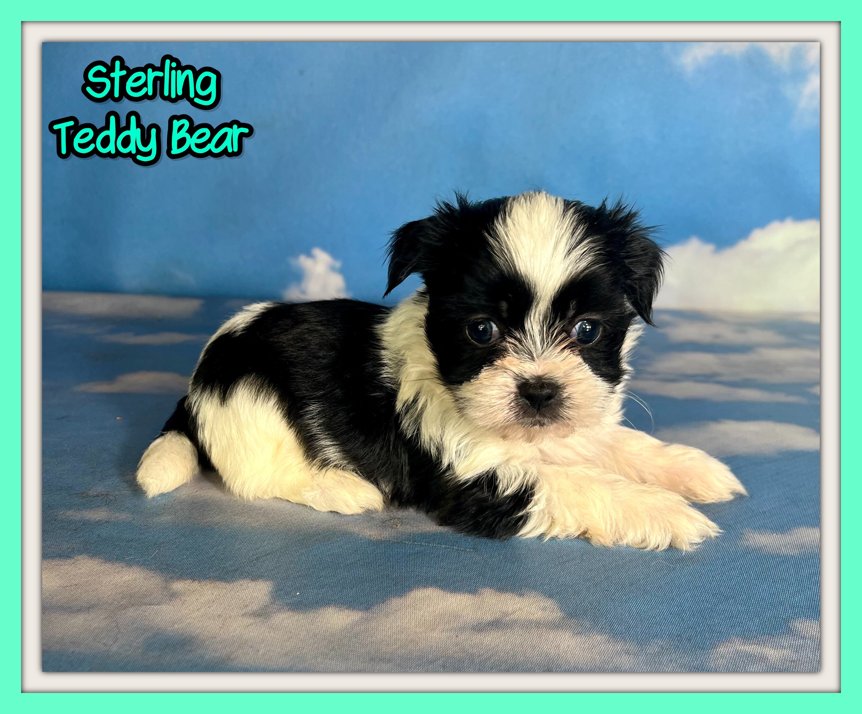 Sterling Male Teddy Bear image 1