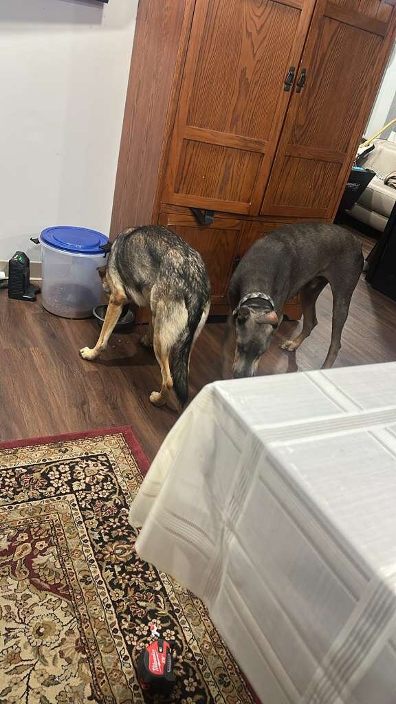 Blue doberman male image 2