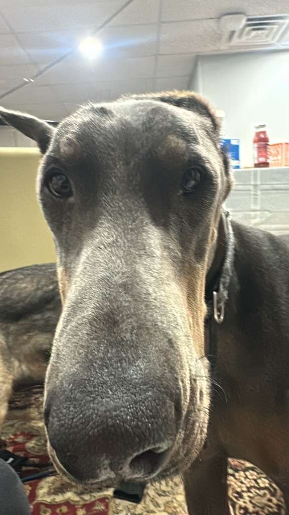 Blue doberman male image 3