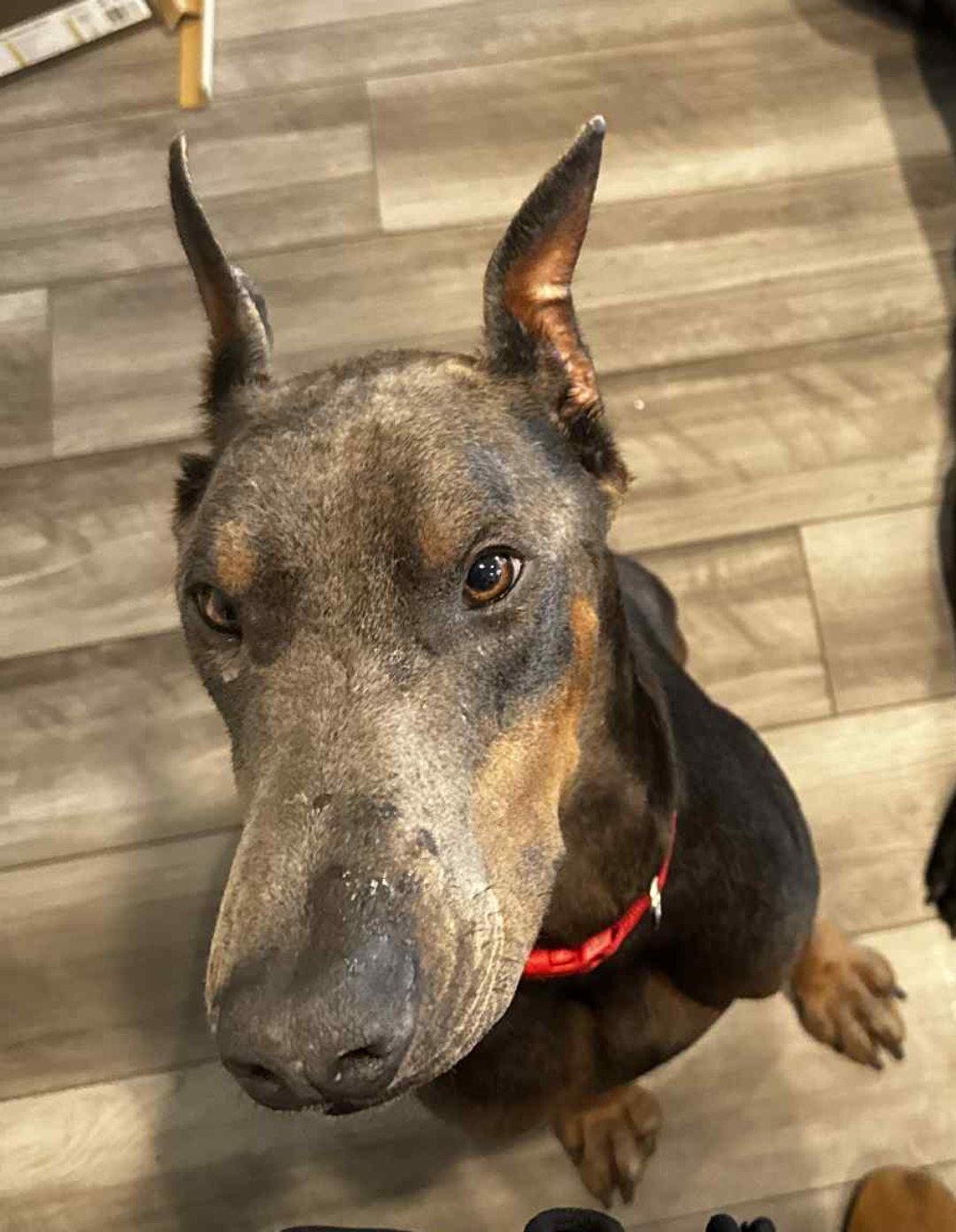 Blue doberman male image 1