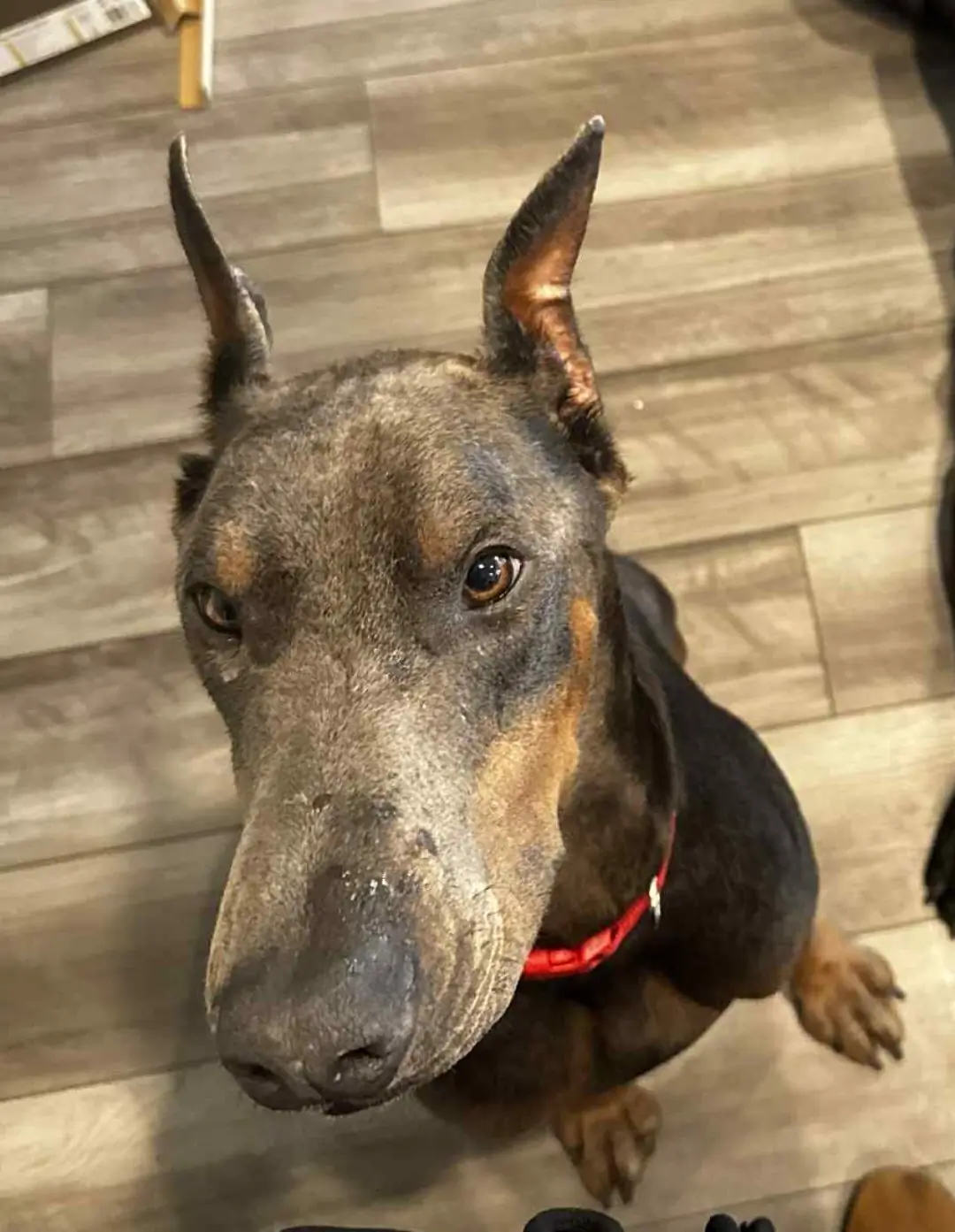 Blue doberman male | PetClassifieds.com - petclassifieds