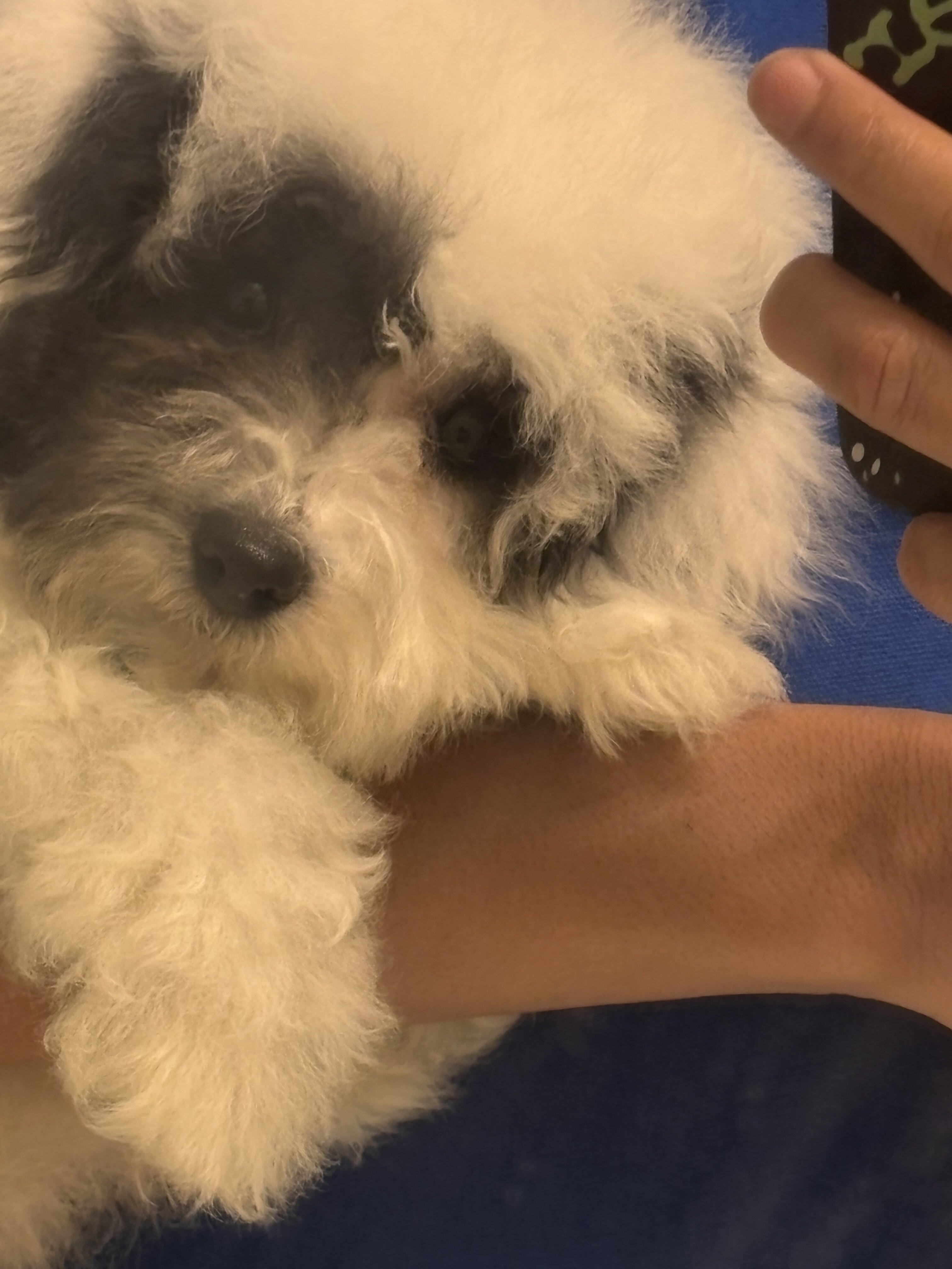 Bichpoo image 1