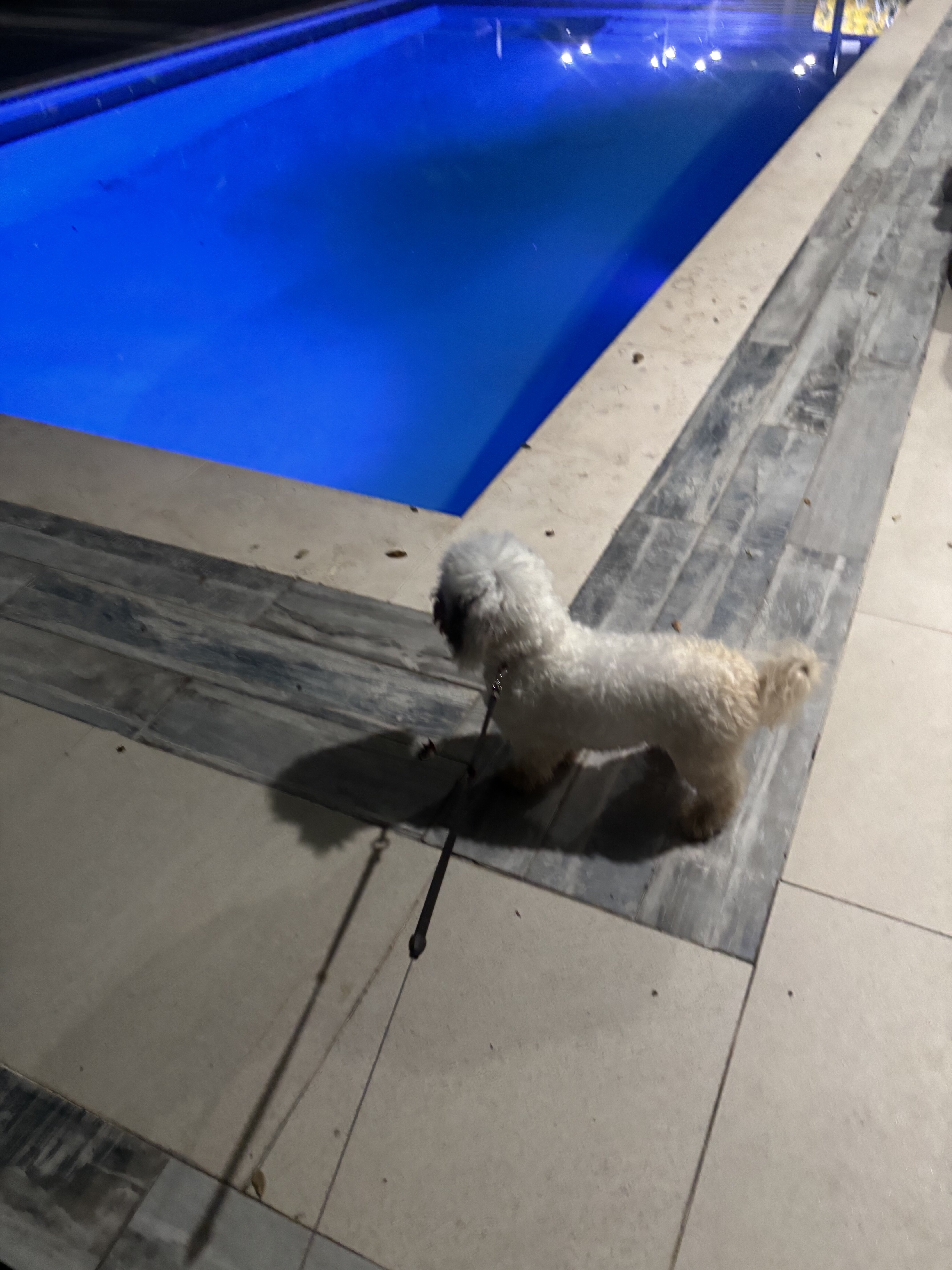 Bichpoo image 2