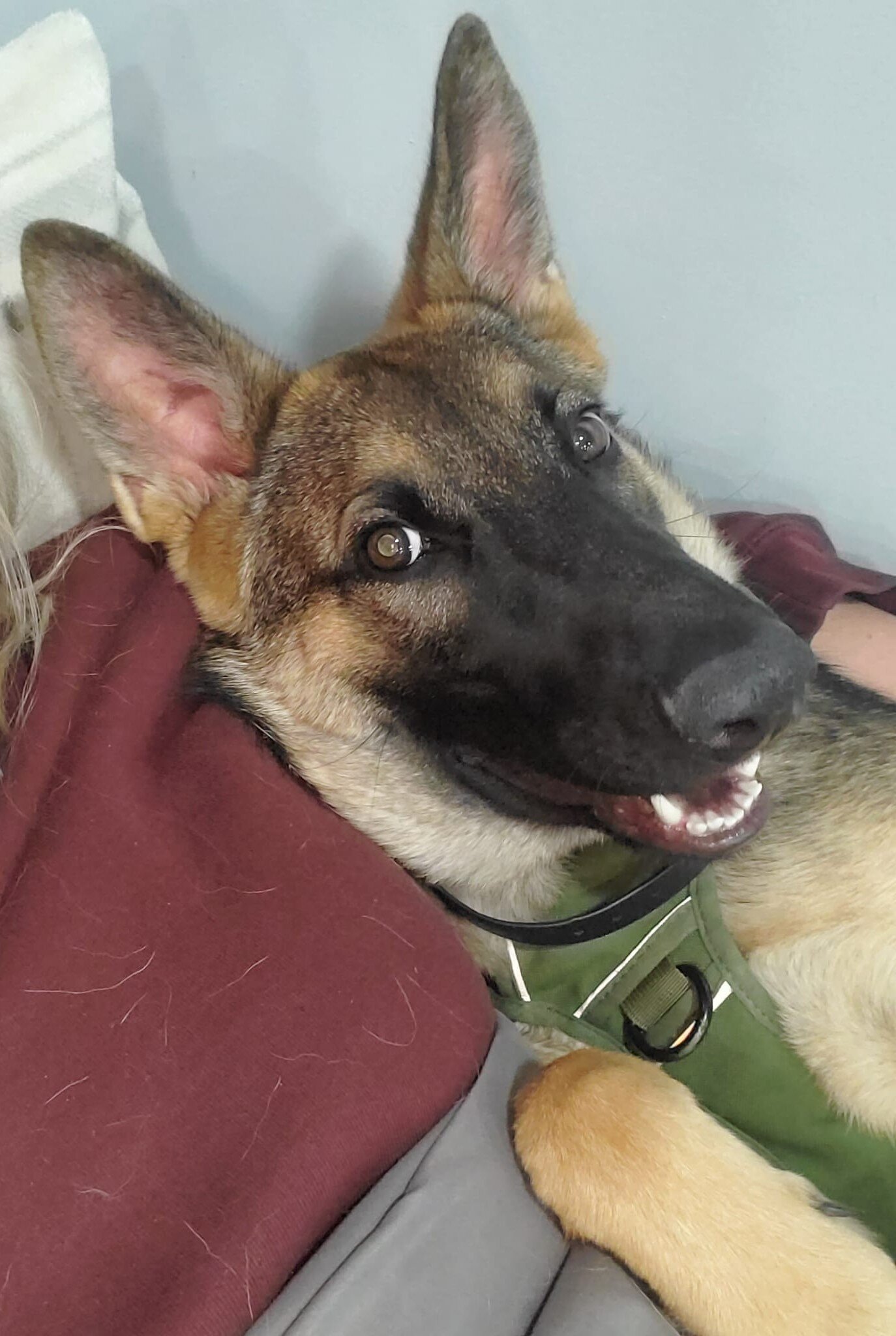 German shepherd image 1