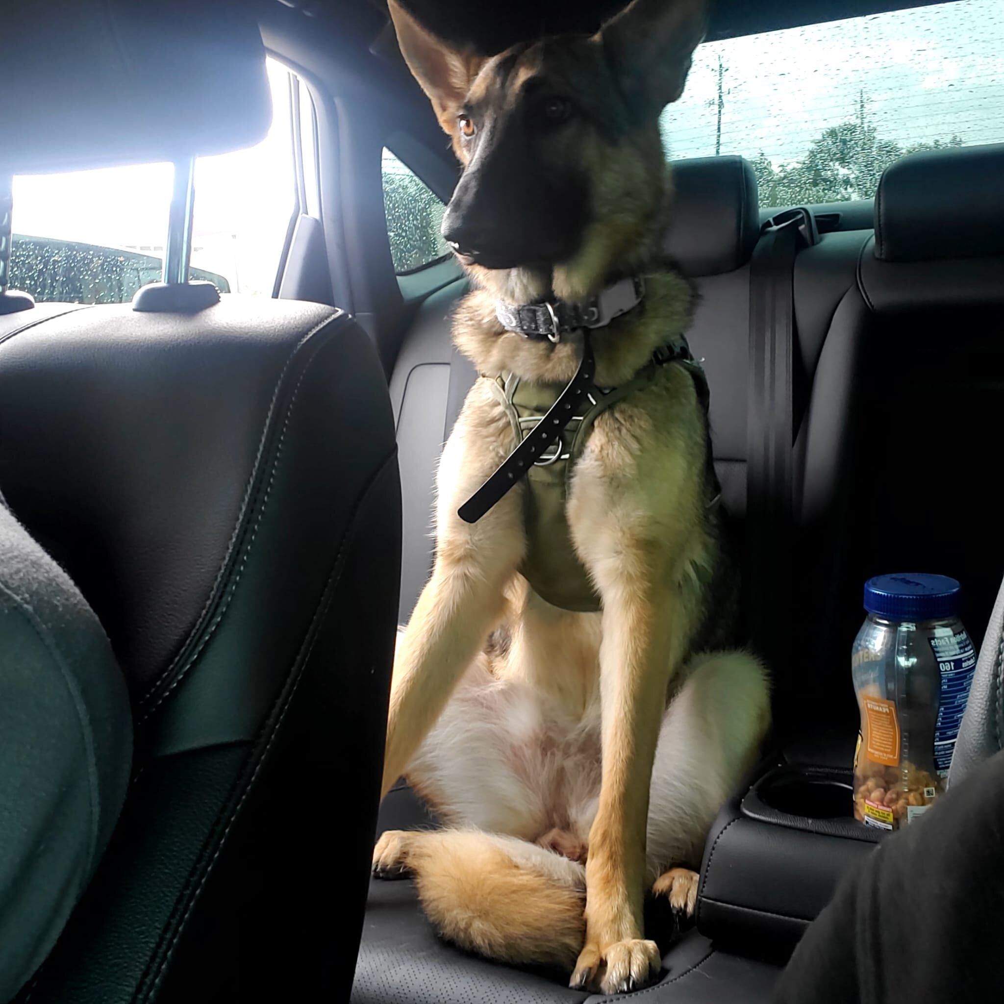 German shepherd image 3