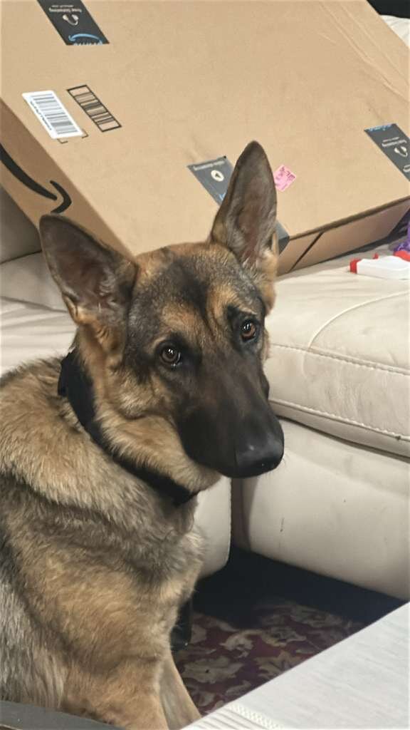 German shepherd image 2