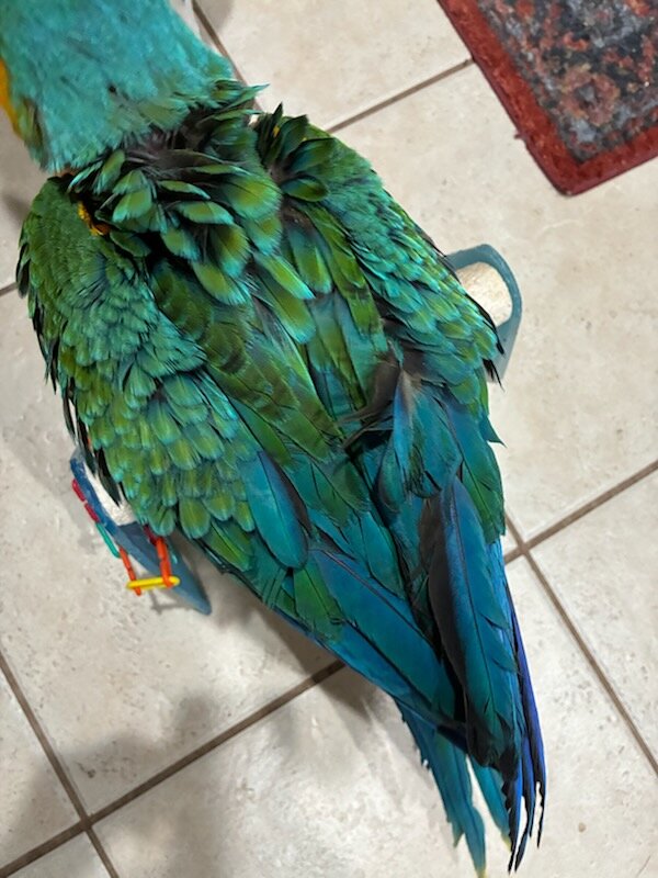 Macaw image 2