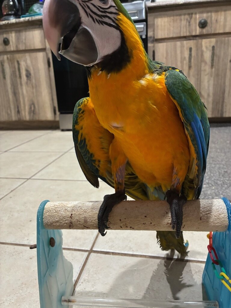 Macaw image 1