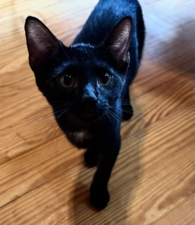 Kittens image 2