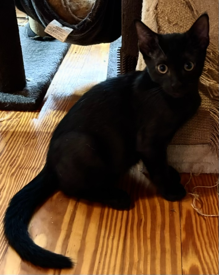 Kittens image 1