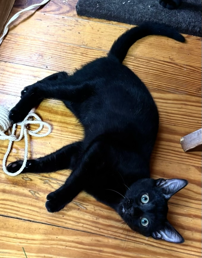 Kittens image 3