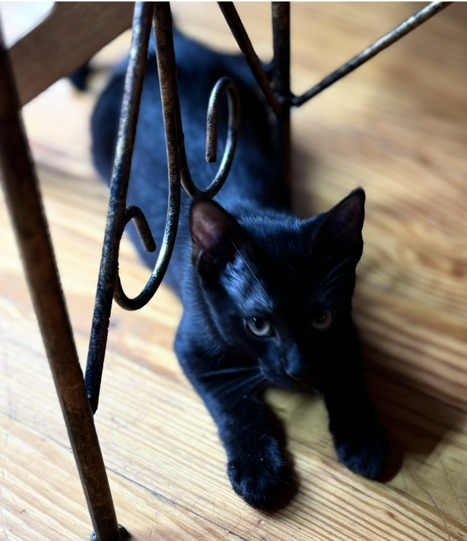Kittens image 4