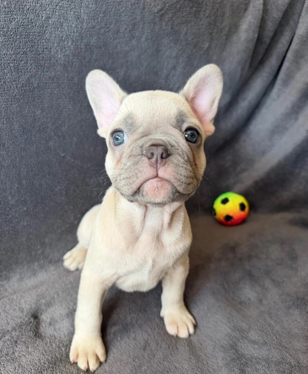 Registered French Bulldogs Boys Ready Now image 1
