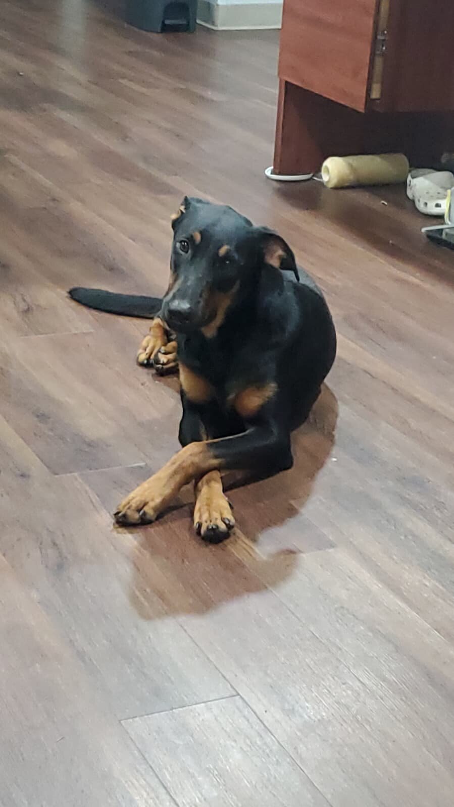 Doberman Belgian Malinois image 1
