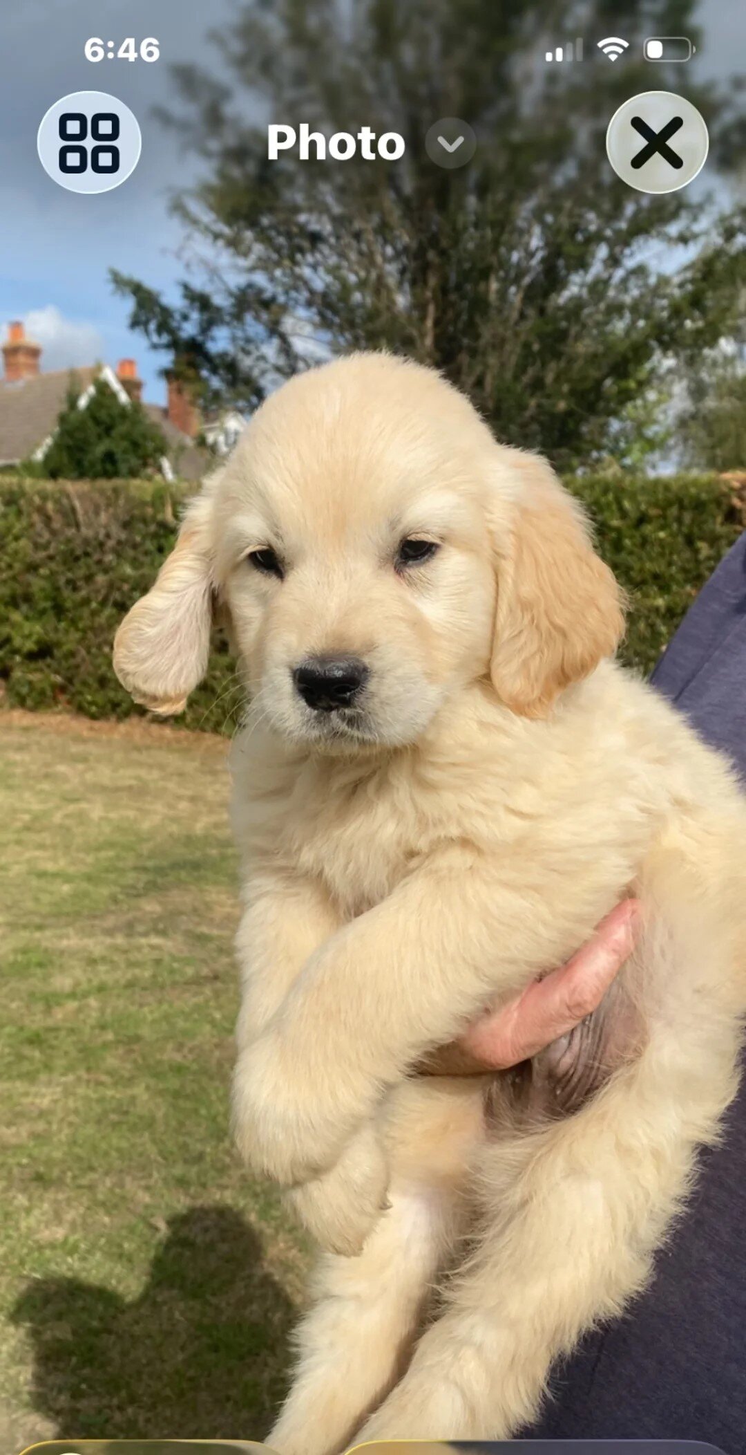 Golden retriever puppies image 1