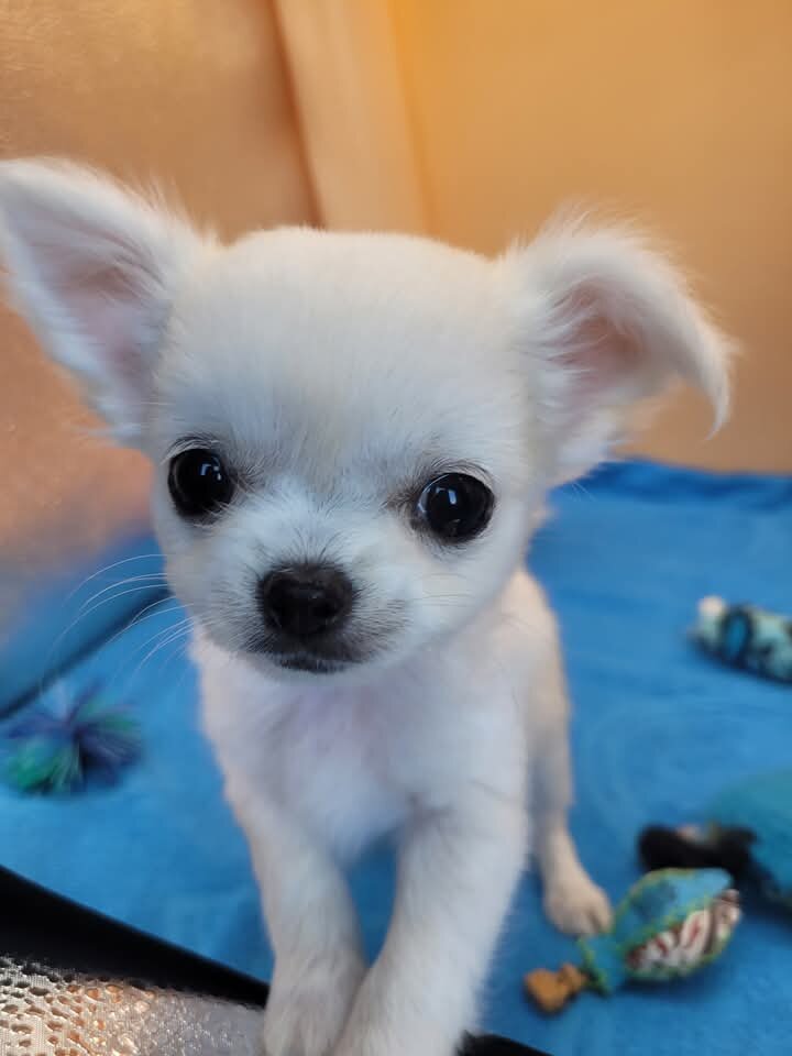 AKC Long hair Chihuahua image 1