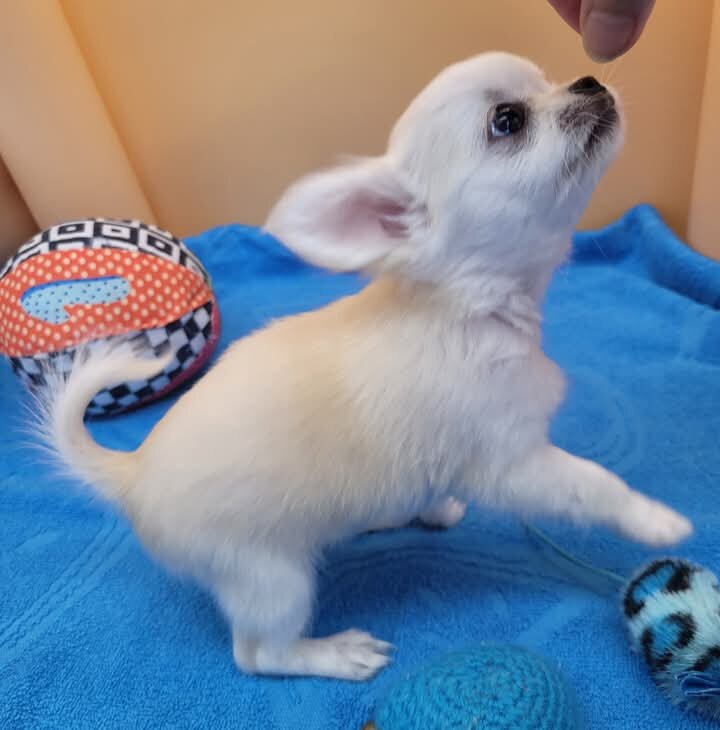 AKC Long hair Chihuahua image 2