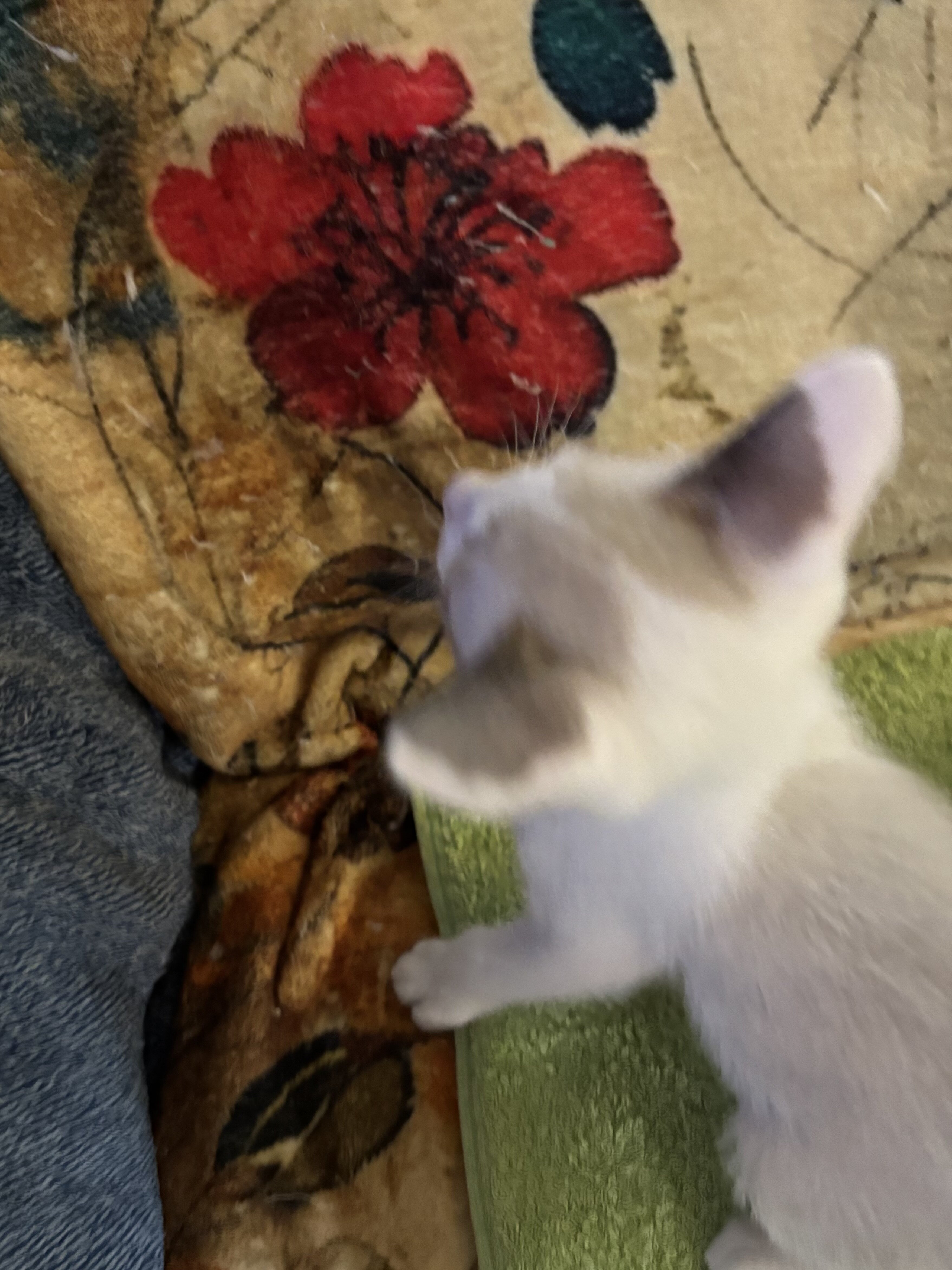 Beautiful Snowshoe Siamese kittens image 9