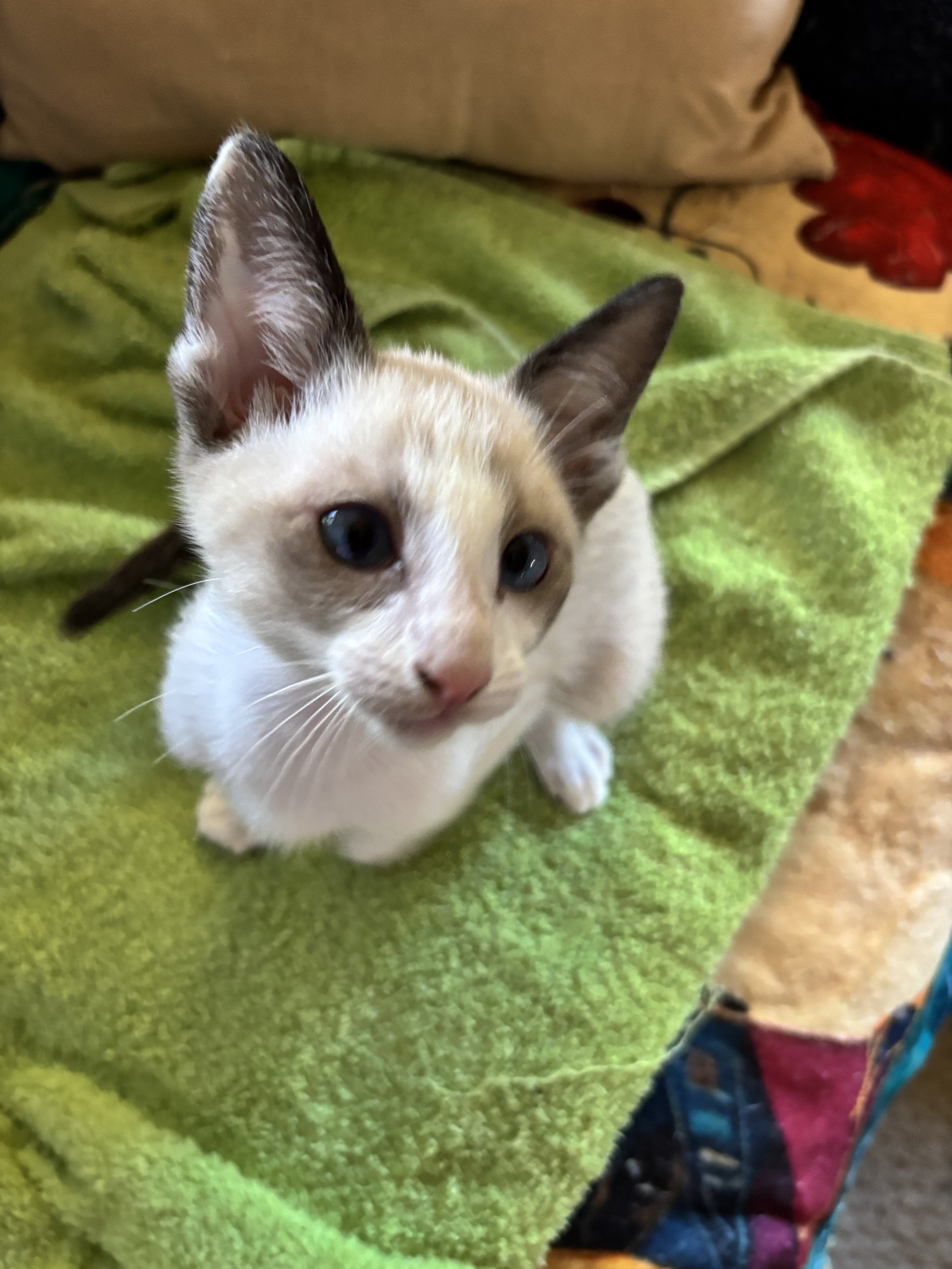 Beautiful Snowshoe Siamese kittens image 4