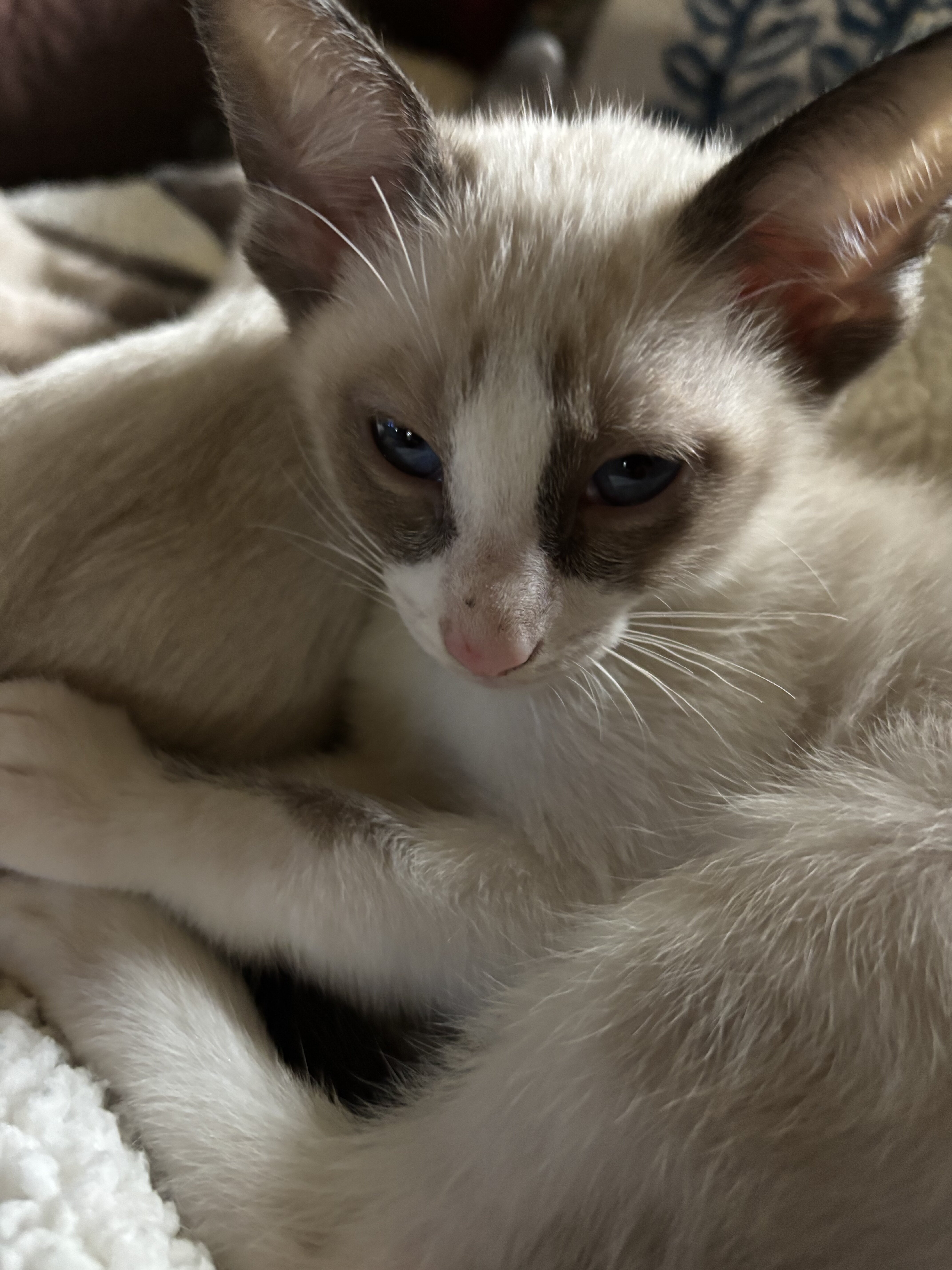 Beautiful Snowshoe Siamese kittens image 2