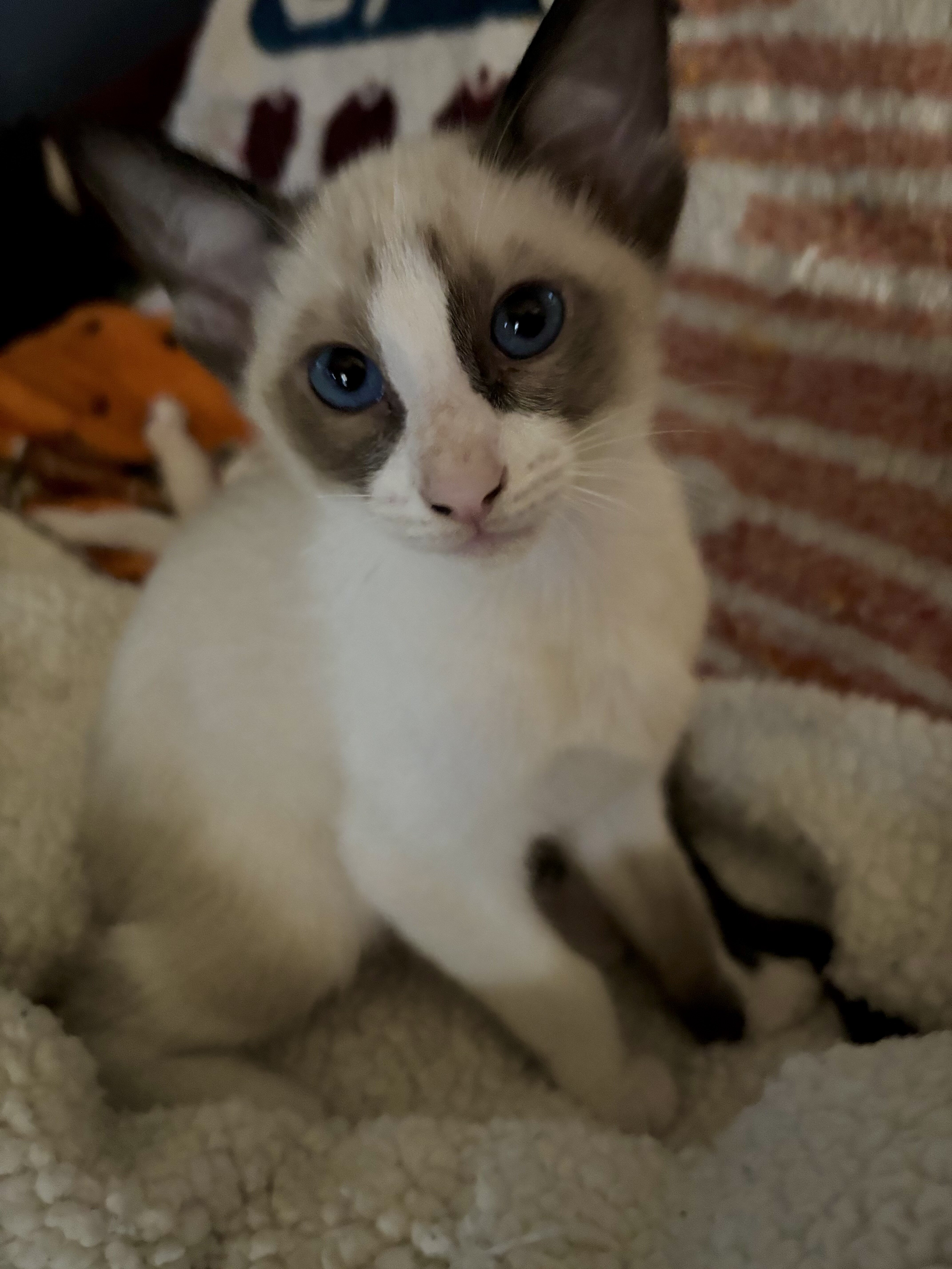 Beautiful Snowshoe Siamese kittens image 1