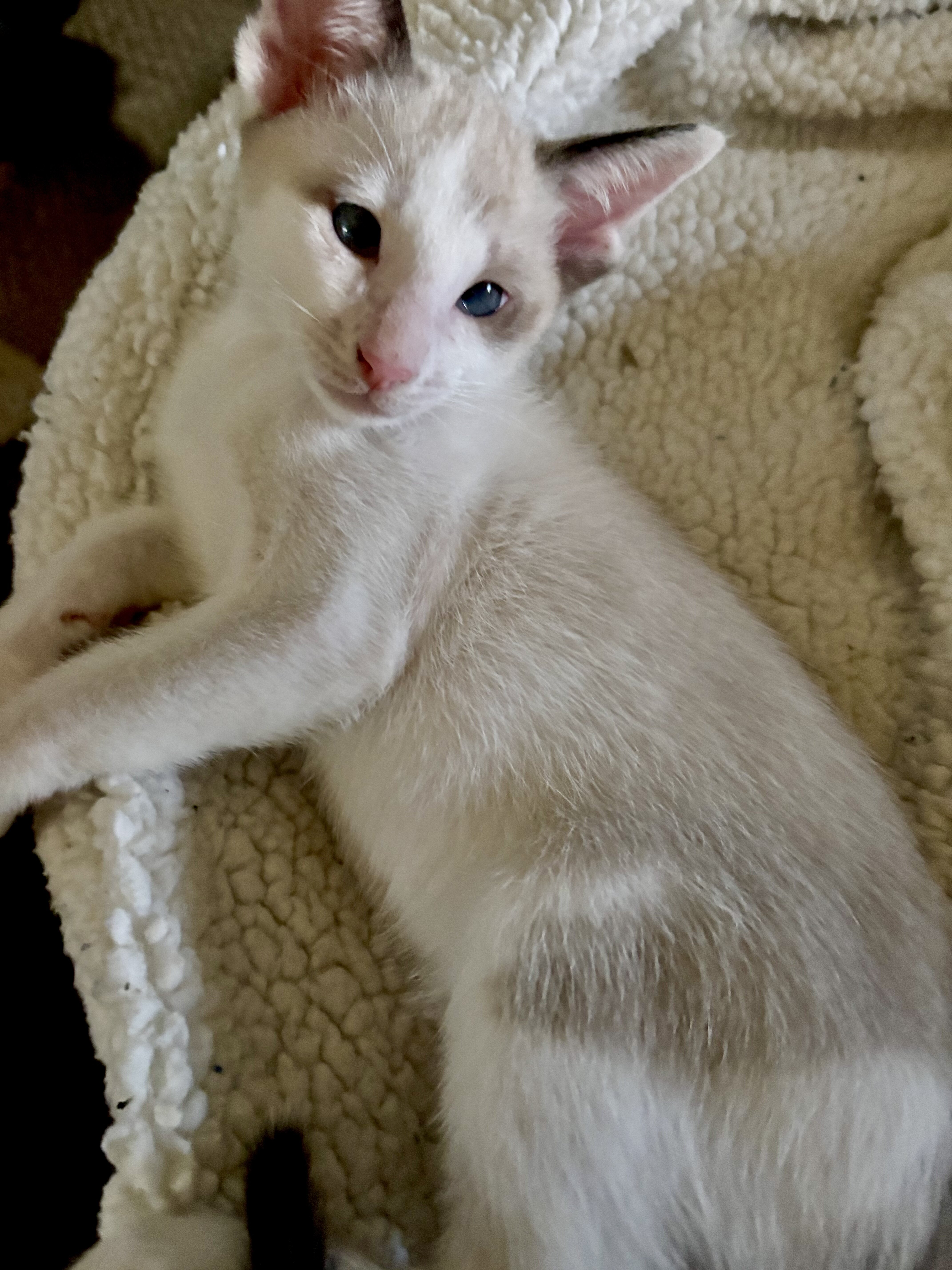 Beautiful Snowshoe Siamese kittens image 10