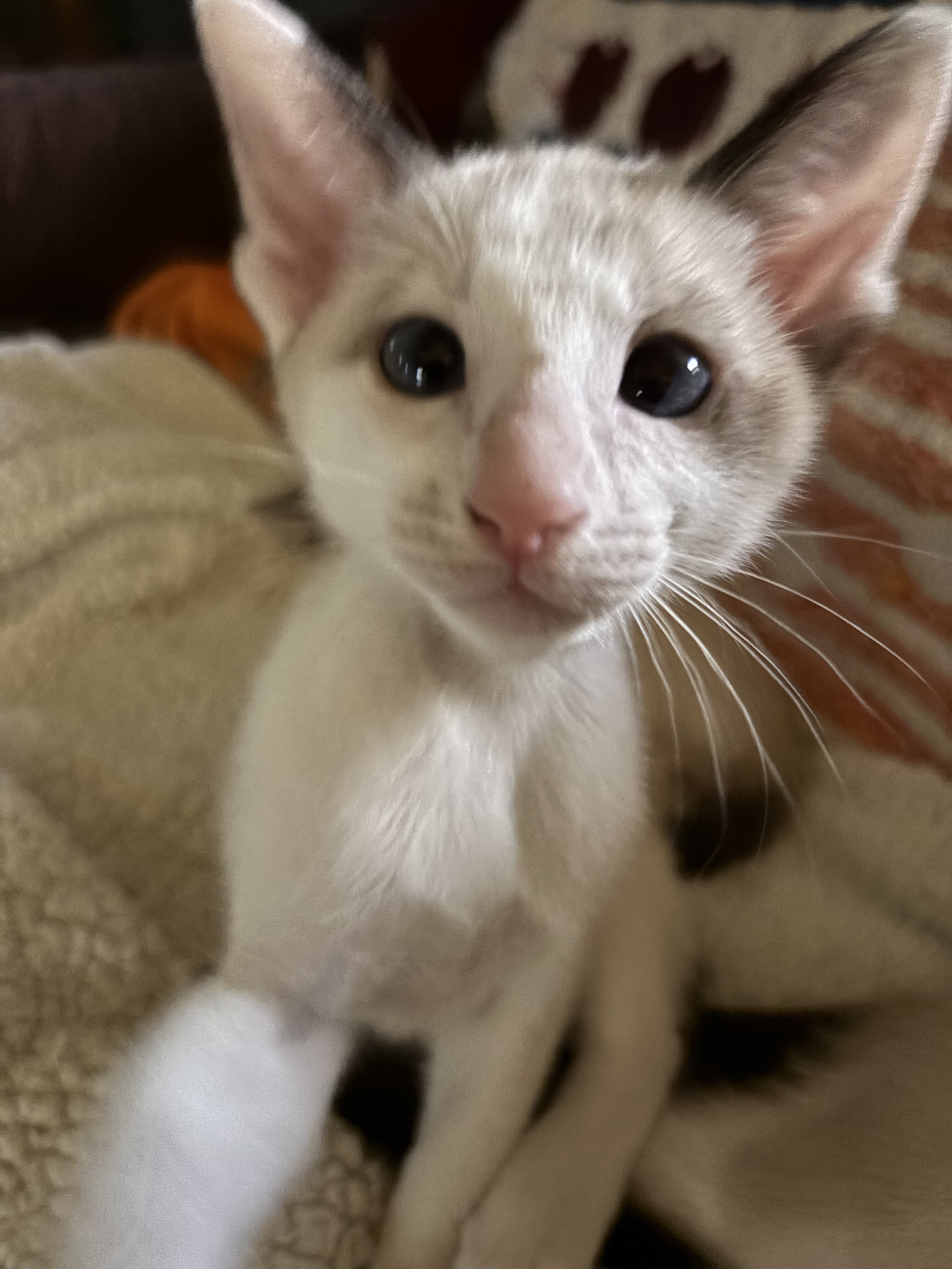 Beautiful Snowshoe Siamese kittens image 7
