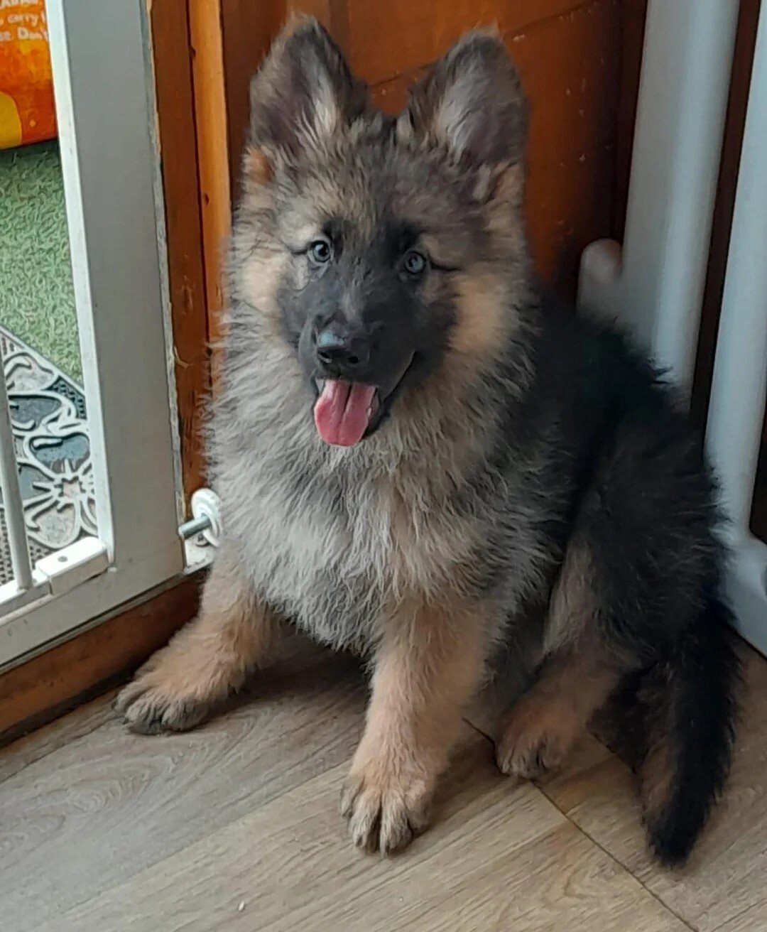 GERMAN SHEPHERD PUPPIES image 1