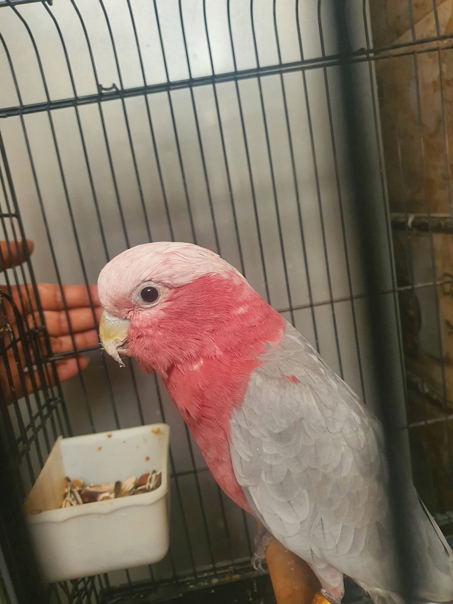 Rose Breasted Cockatoo image 3