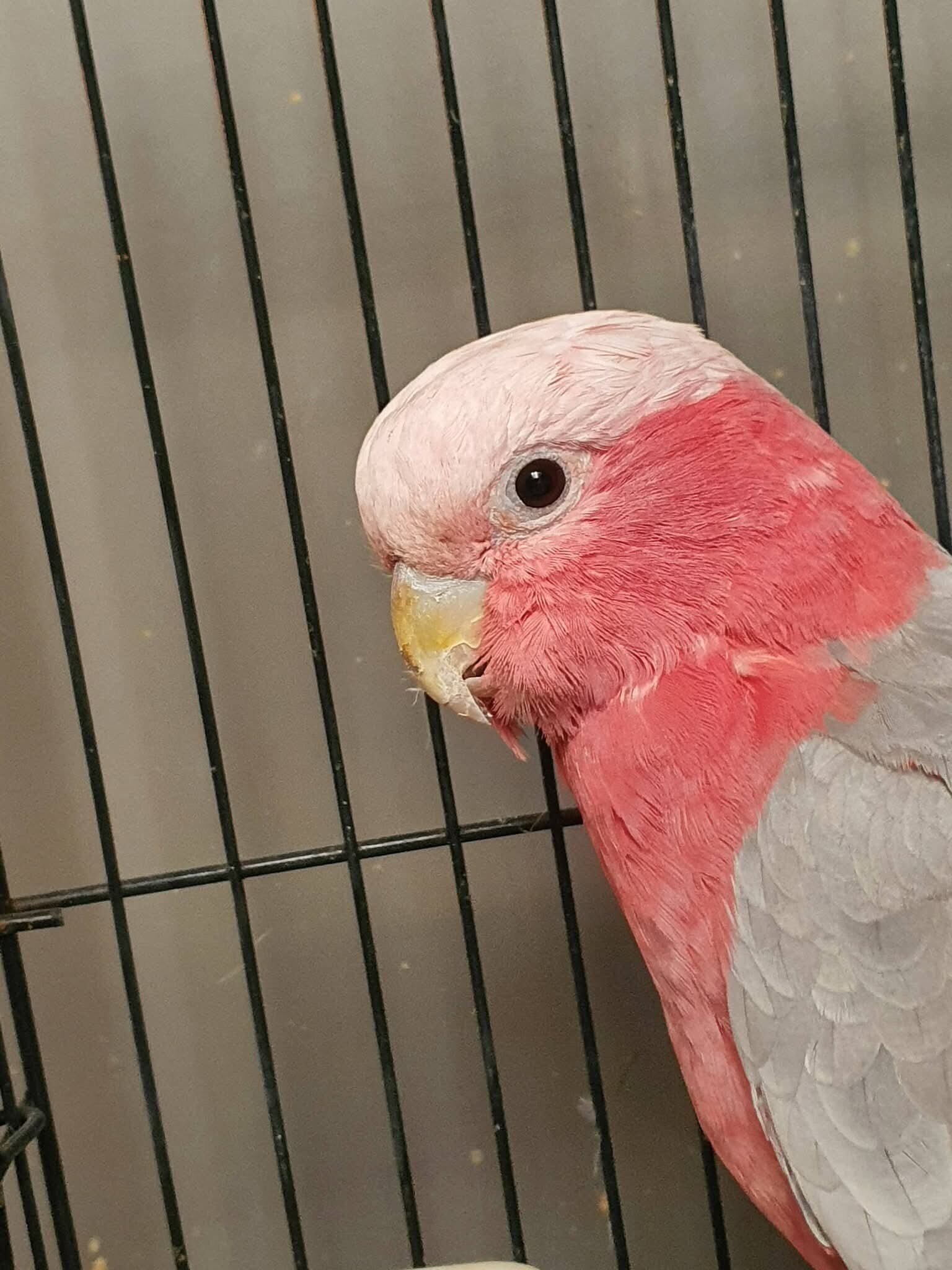 Rose Breasted Cockatoo image 2