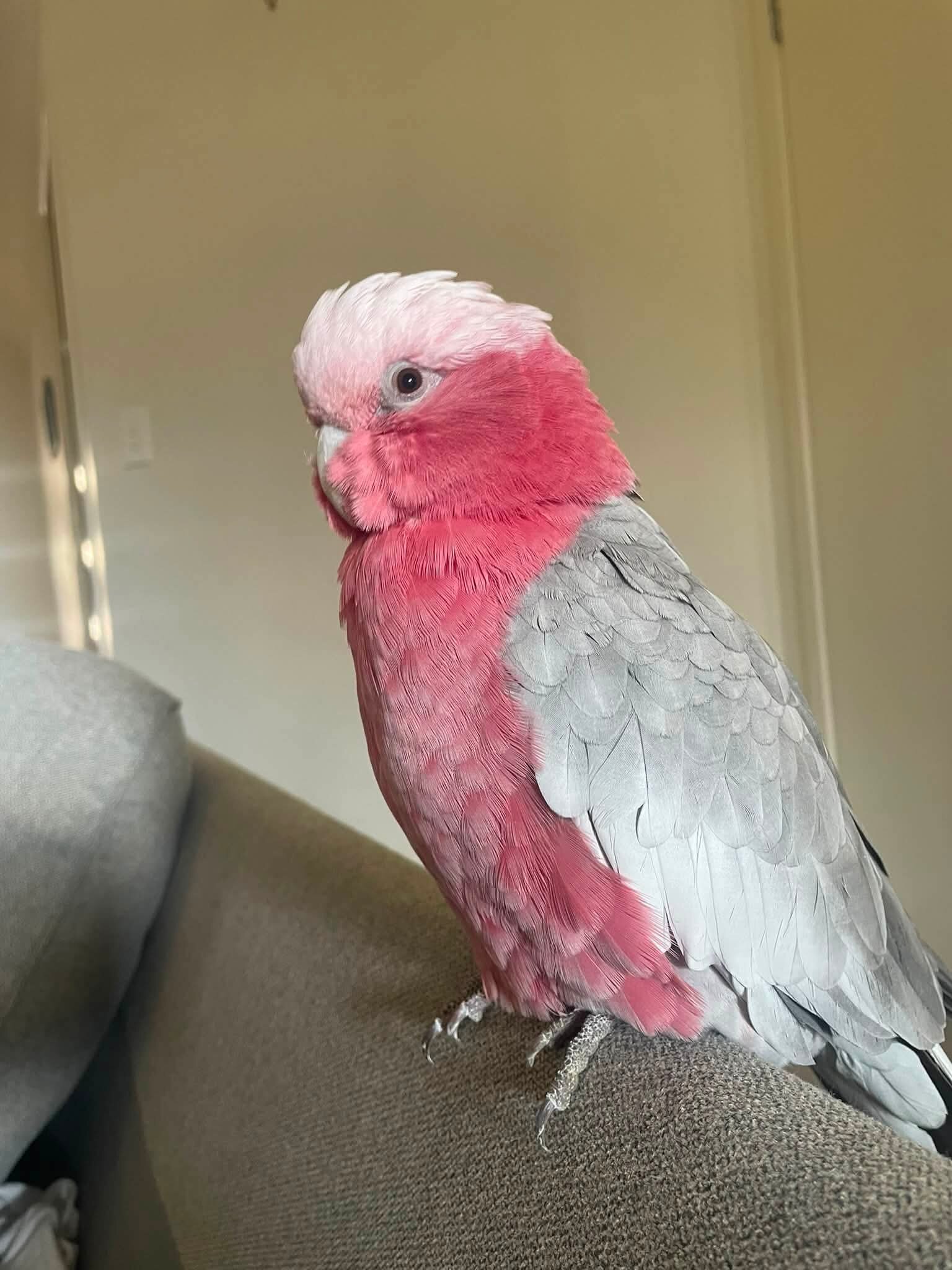 Rose Breasted Cockatoo image 1