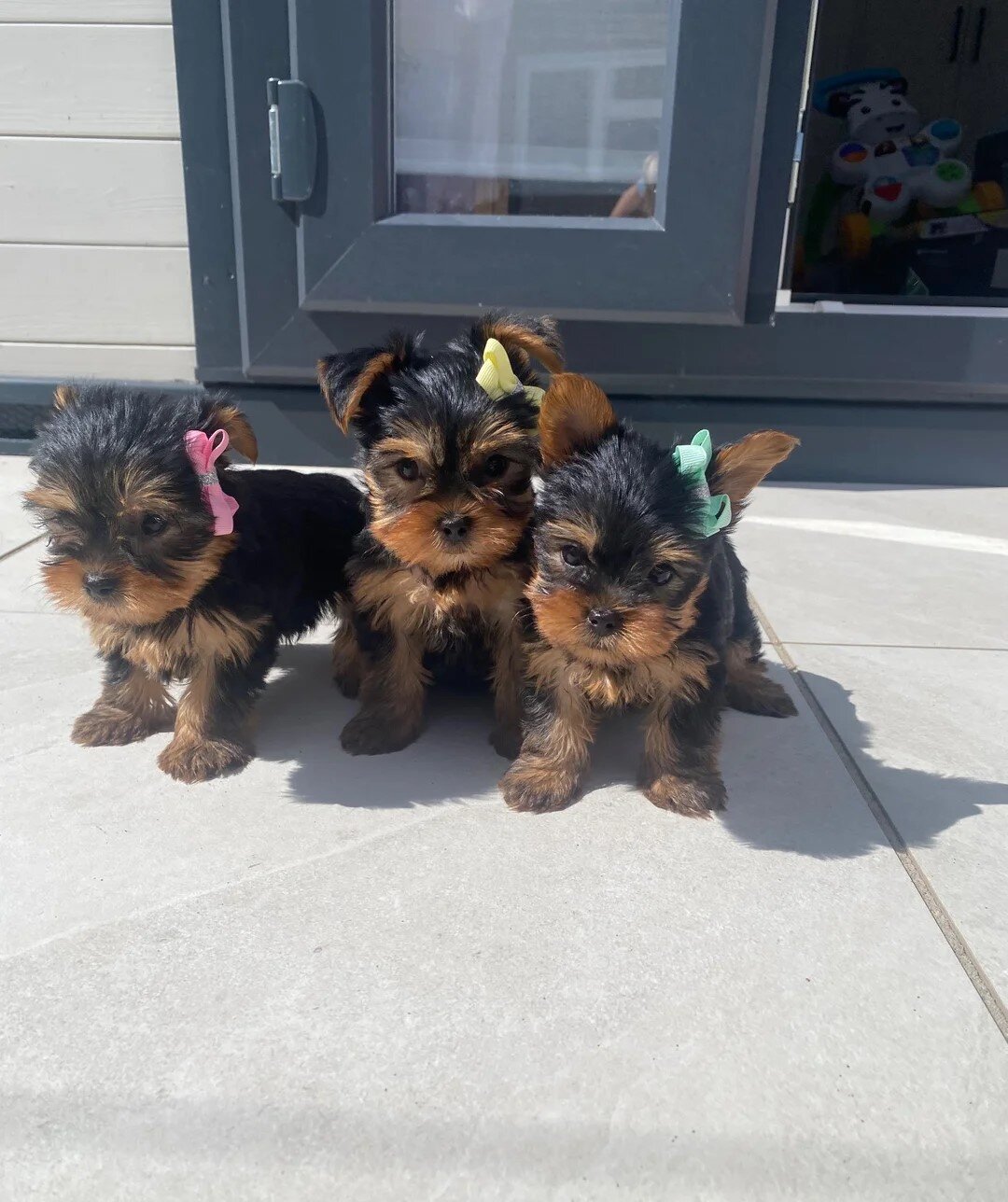 Male Pure Breed Yorkie puppy image 1