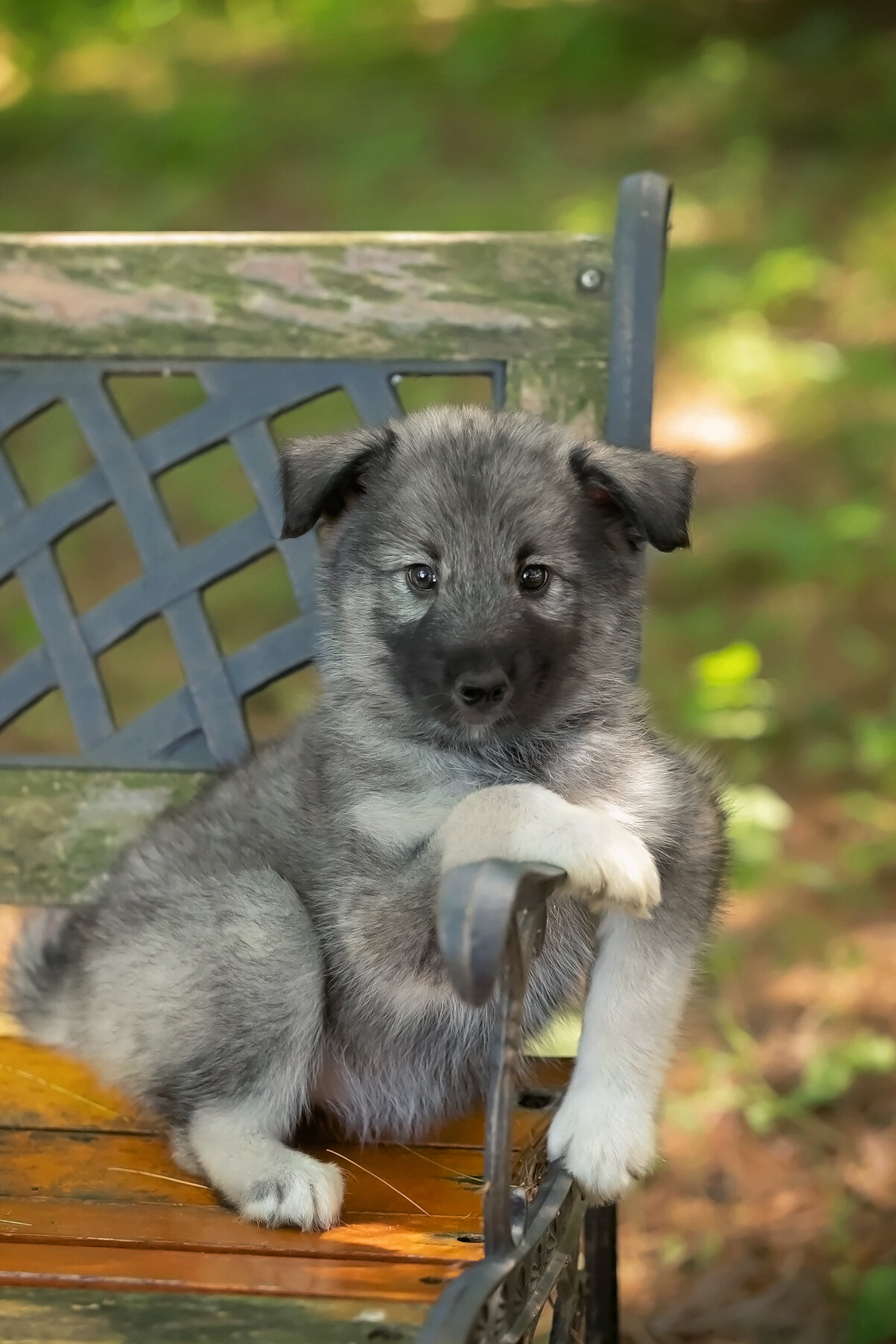 Alaskan Husky Pups image 1