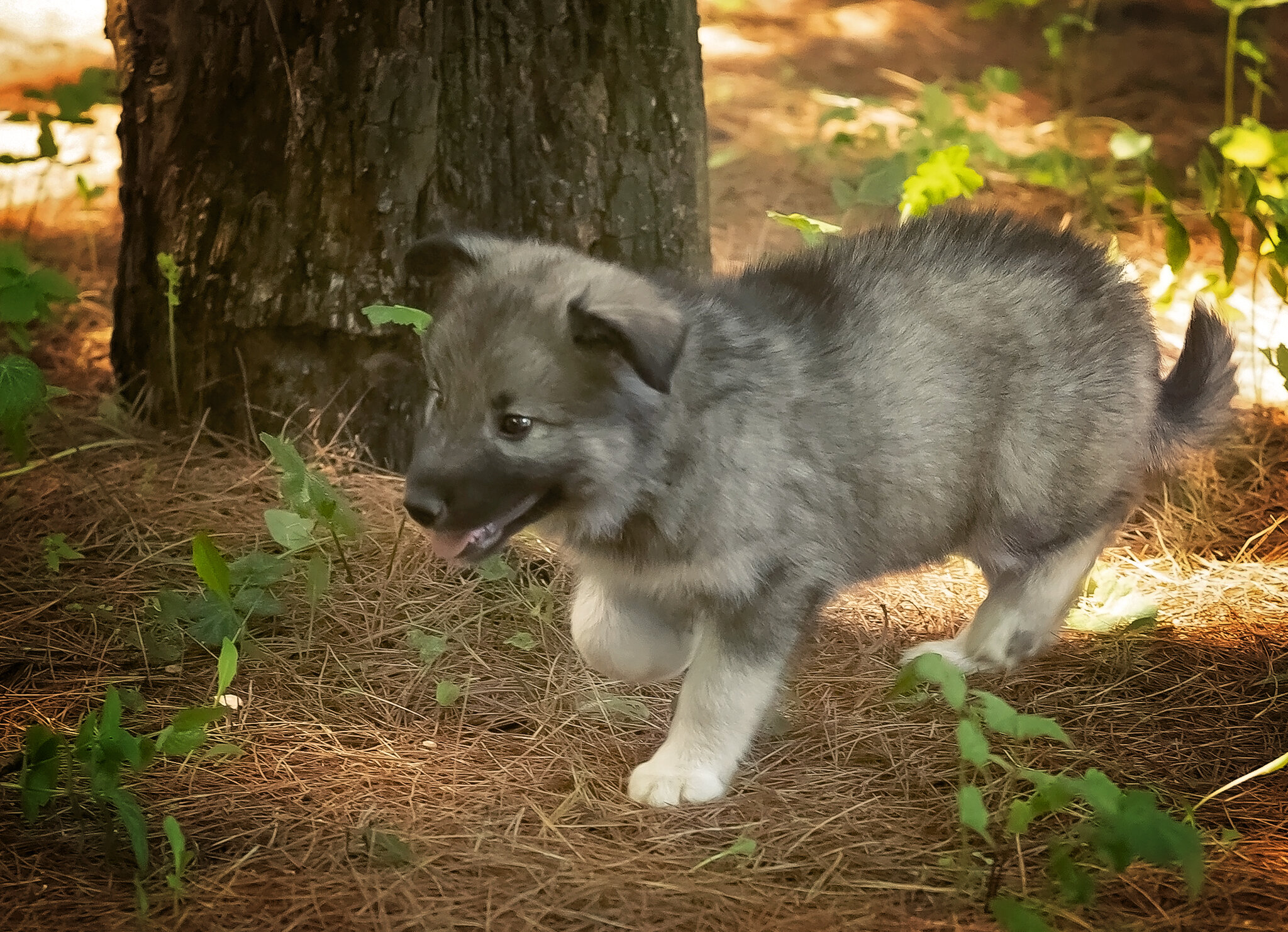 Alaskan Husky Pups image 2