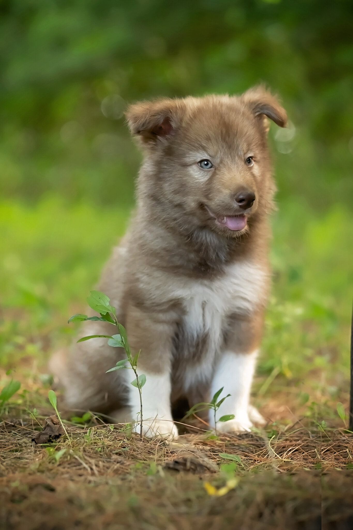 Alaskan Husky Pups image 3