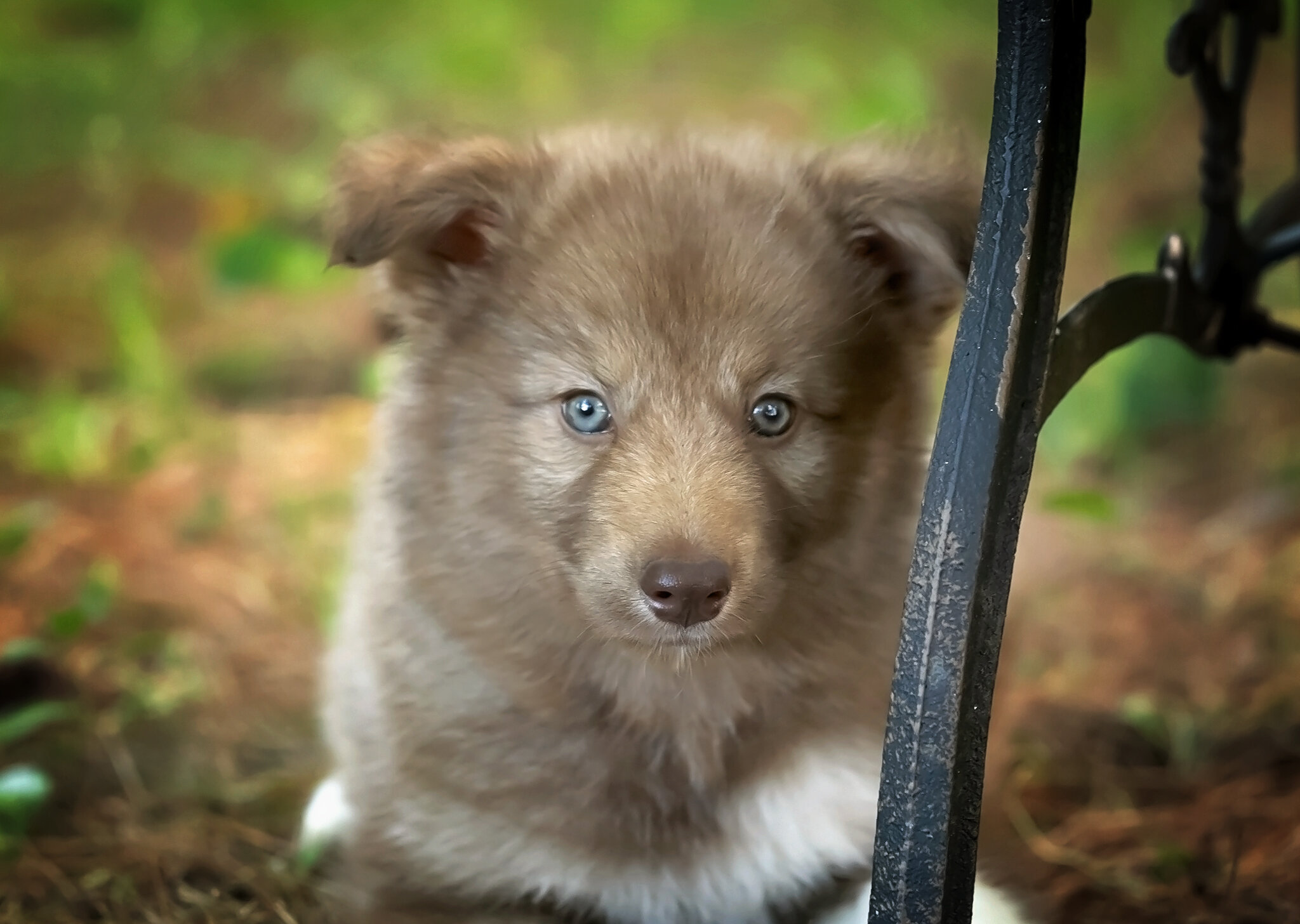 Alaskan Husky Pups image 4
