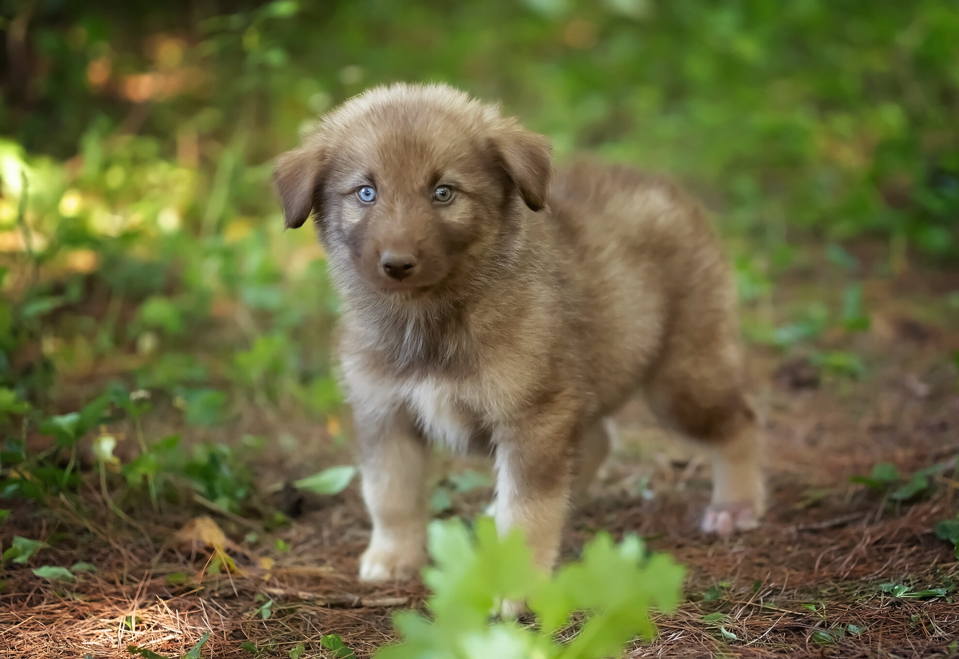 Alaskan Husky Pups image 5