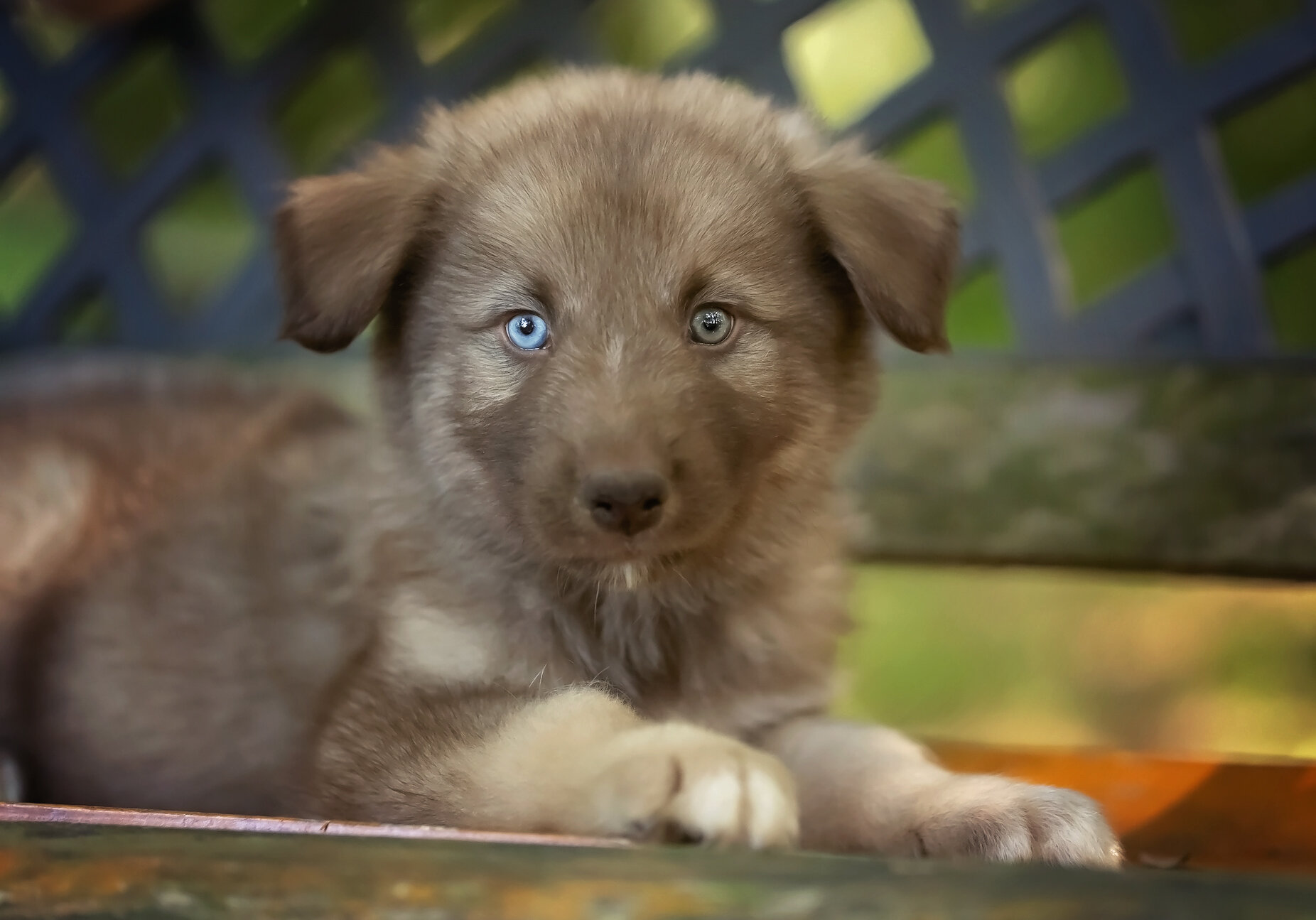 Alaskan Husky Pups image 6