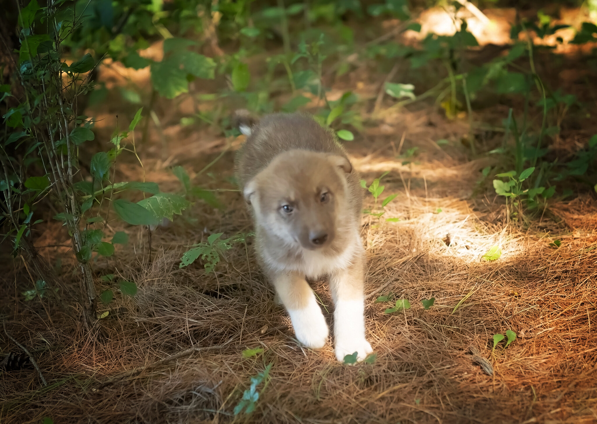 Alaskan Husky Pups image 7