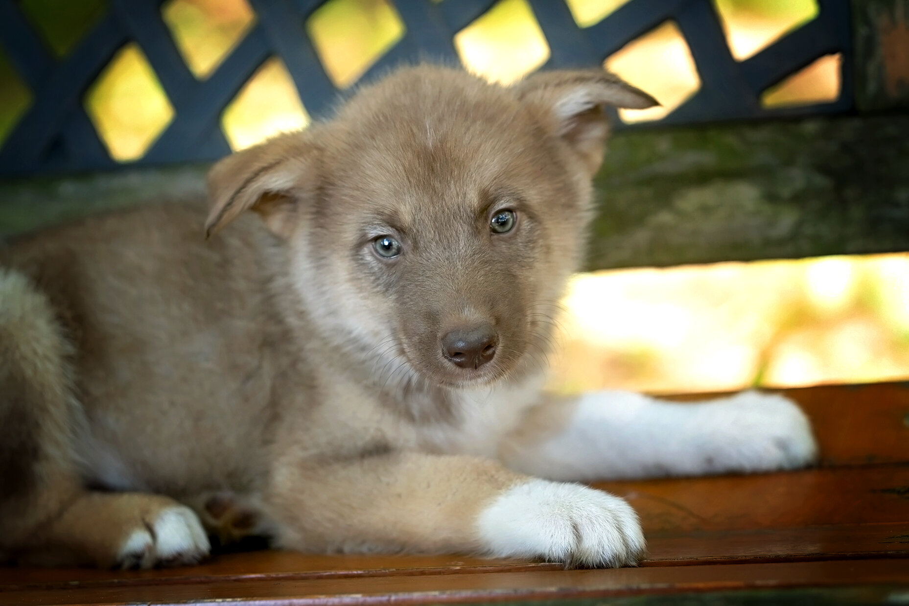 Alaskan Husky Pups image 8