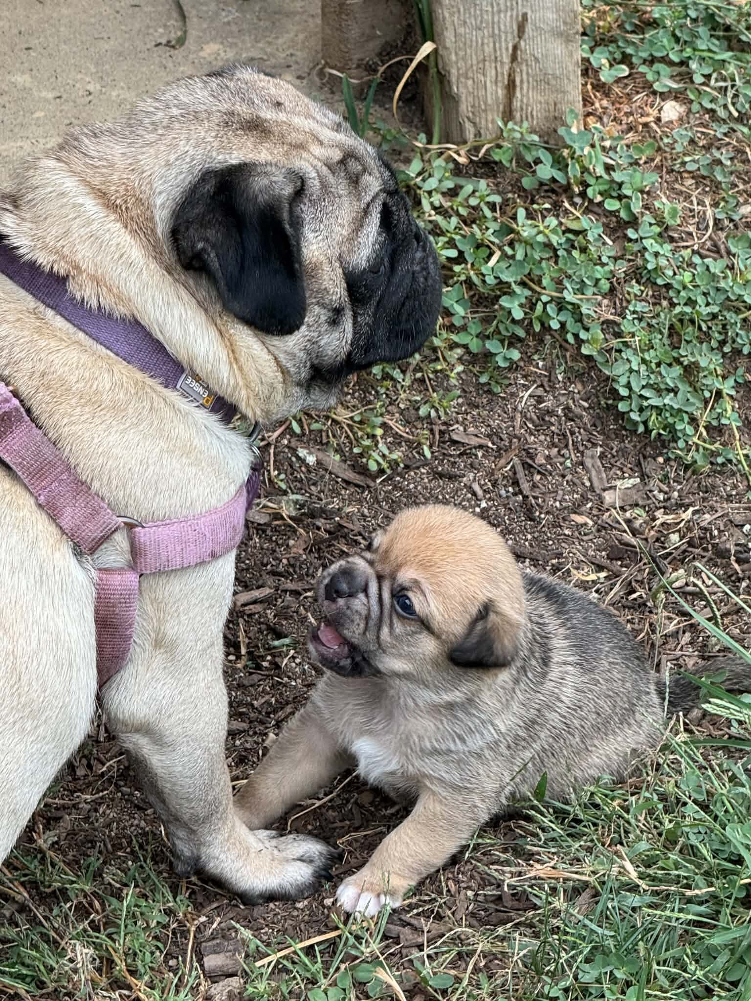 Aussie pugs. image 2