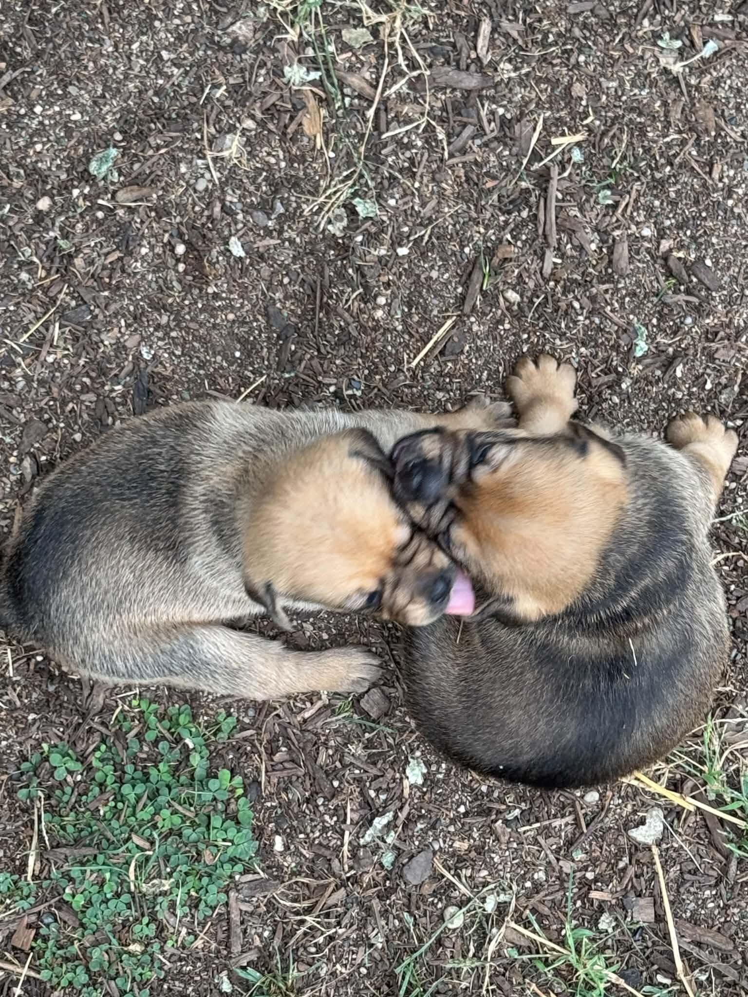 Aussie pugs. image 1