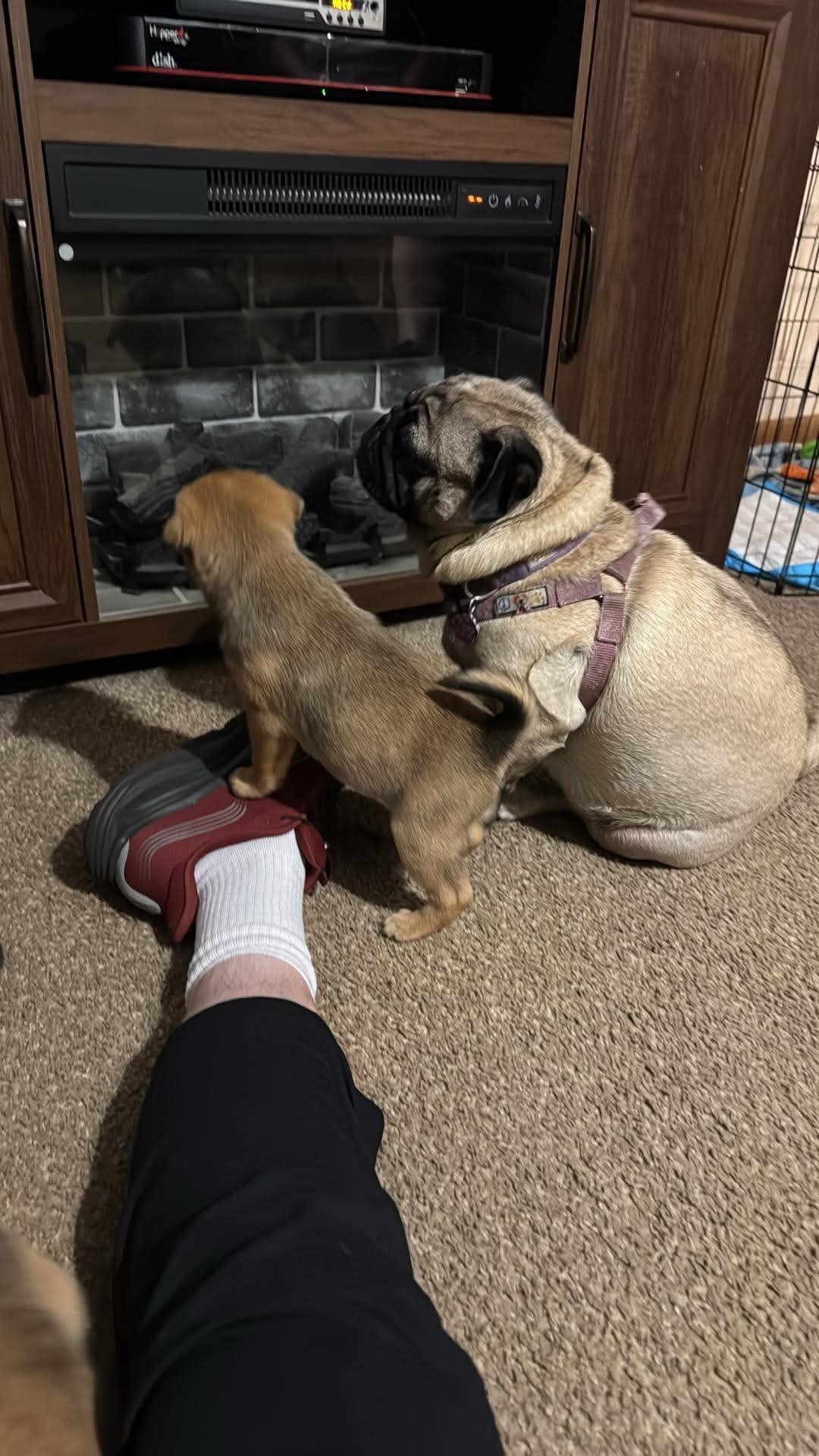 Aussie pugs. image 5