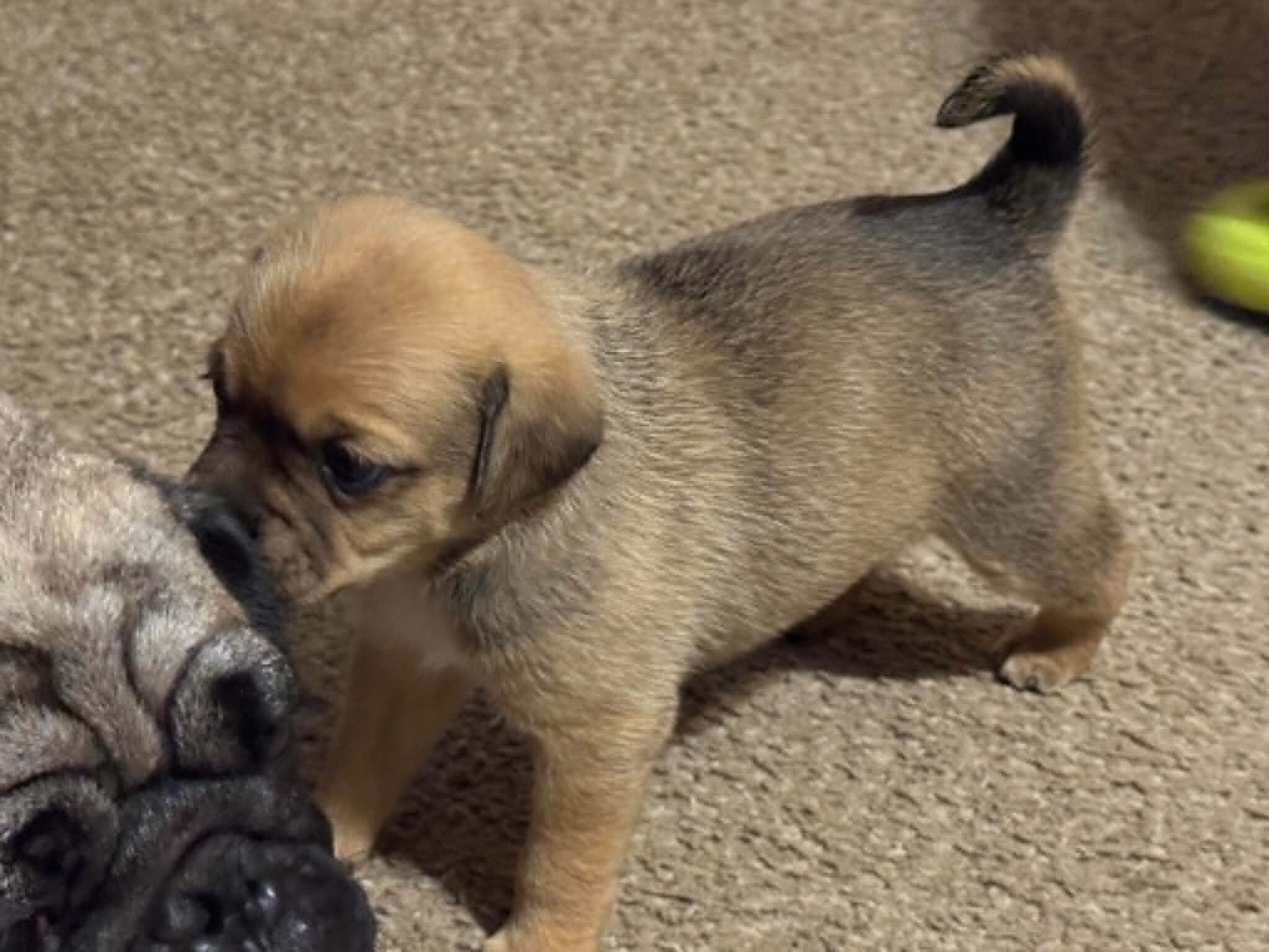 Aussie pugs. image 4