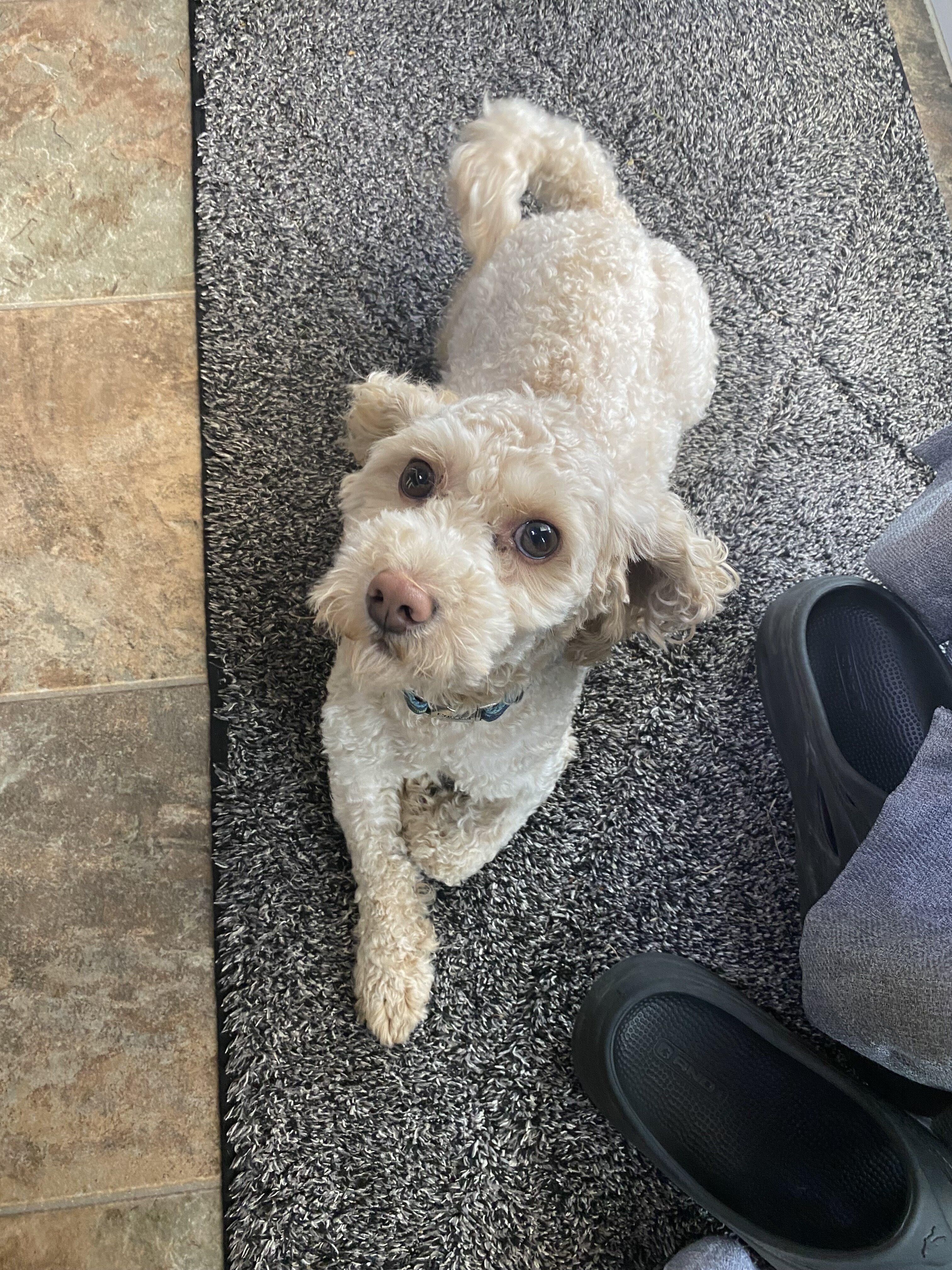 Cavapoo/shih tzu mix image 1