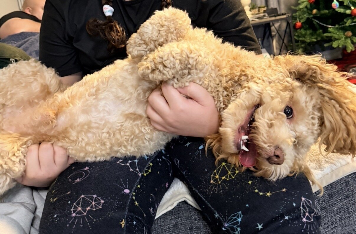 Cavapoo/shih tzu mix image 2